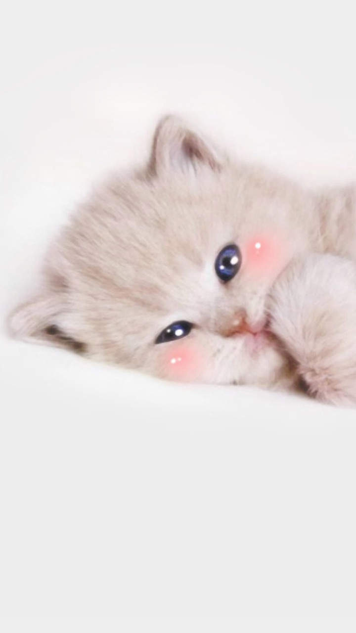 小猫图片