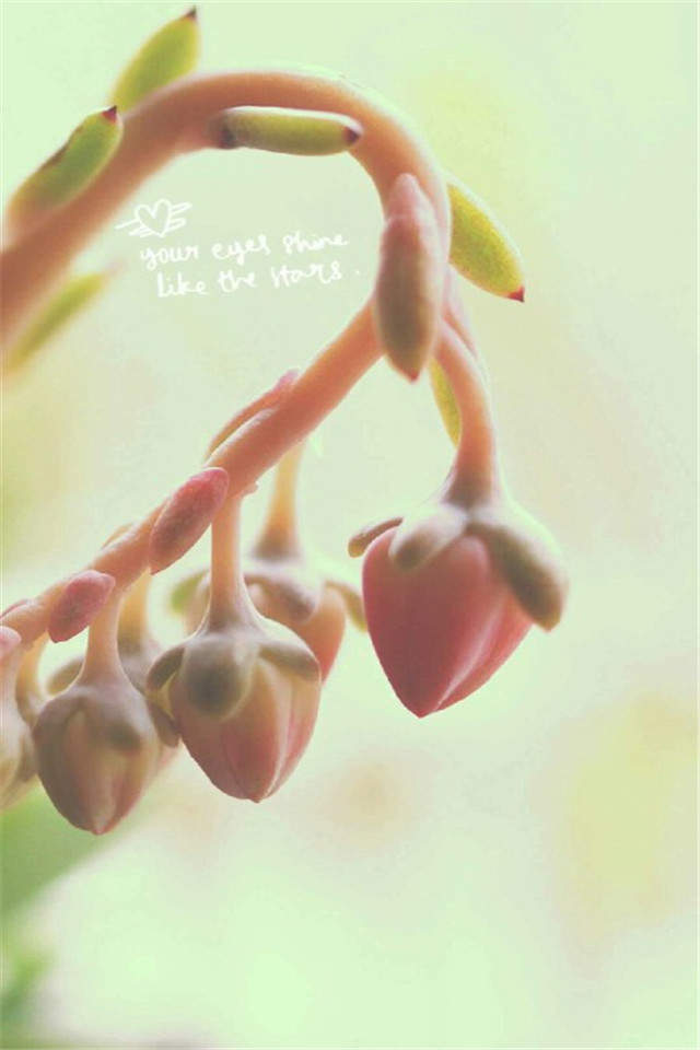 高清鲜花小清新绿色护眼花卉手机壁纸图片