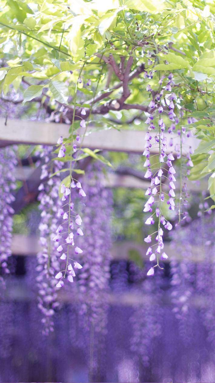 粉嫩清新的玫瑰花高清图片手机壁纸图片