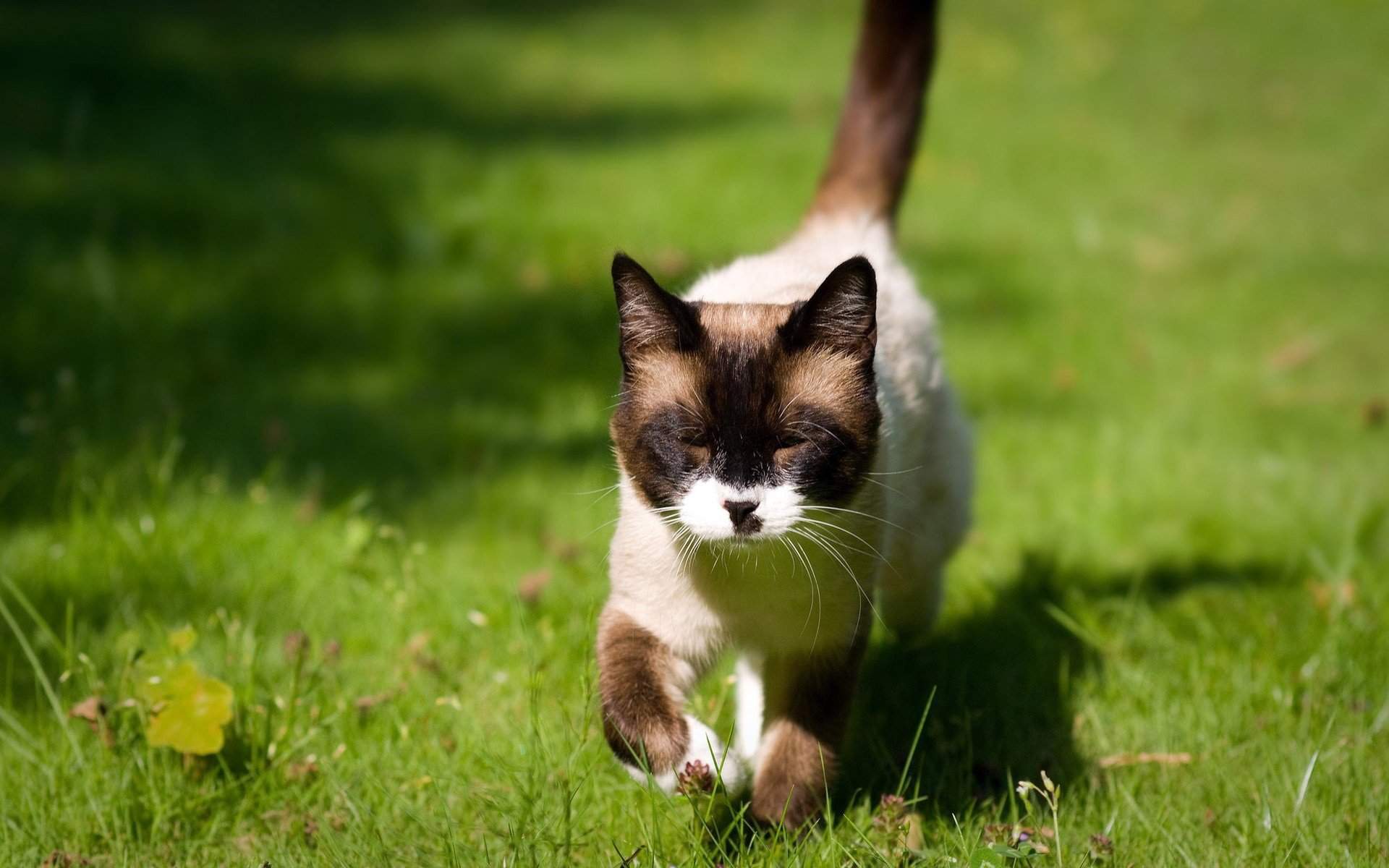 精选绿色草地上走路的小猫咪可爱图片桌面壁纸图片