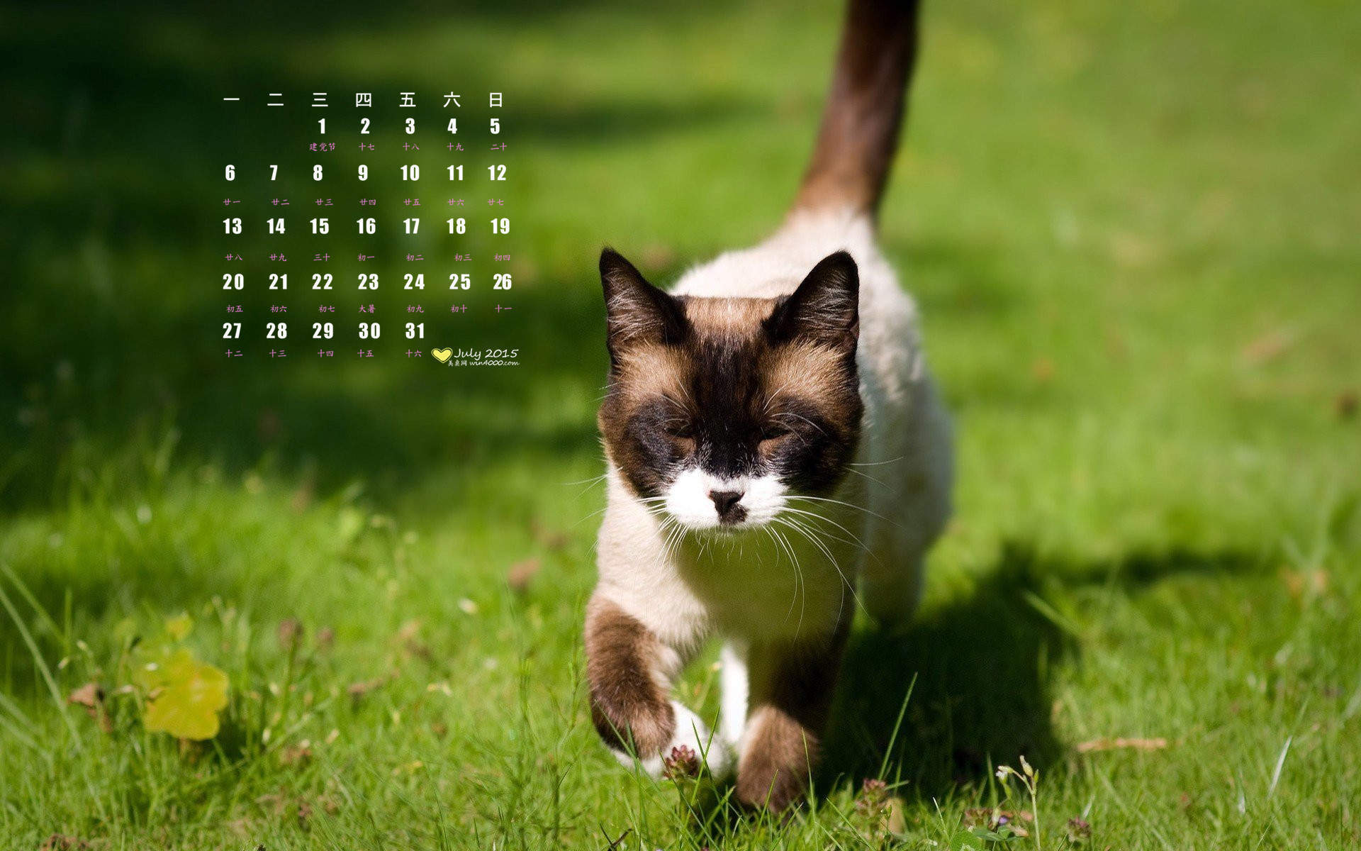 2015年7月日历壁纸绿色草地上走路的小猫咪可爱图片图片