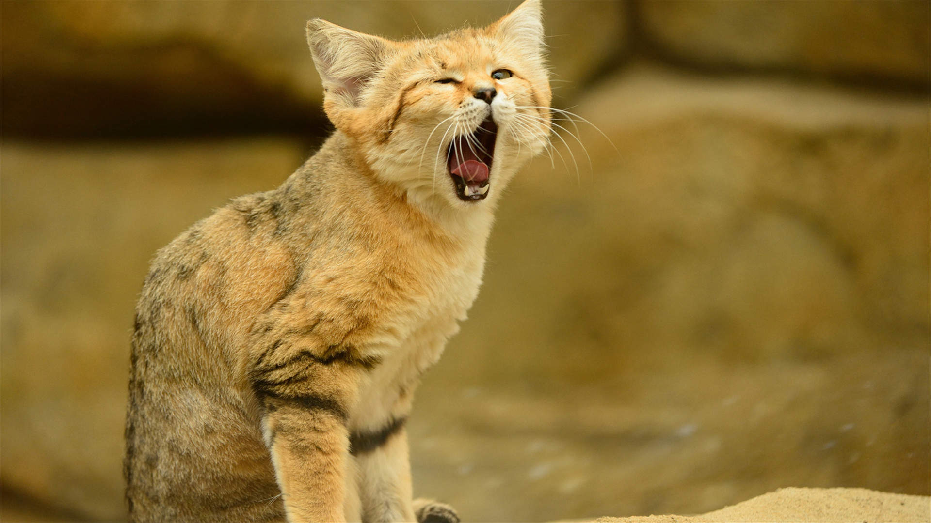 2015十一国庆节卡通可爱图片桌面壁纸7下载图片