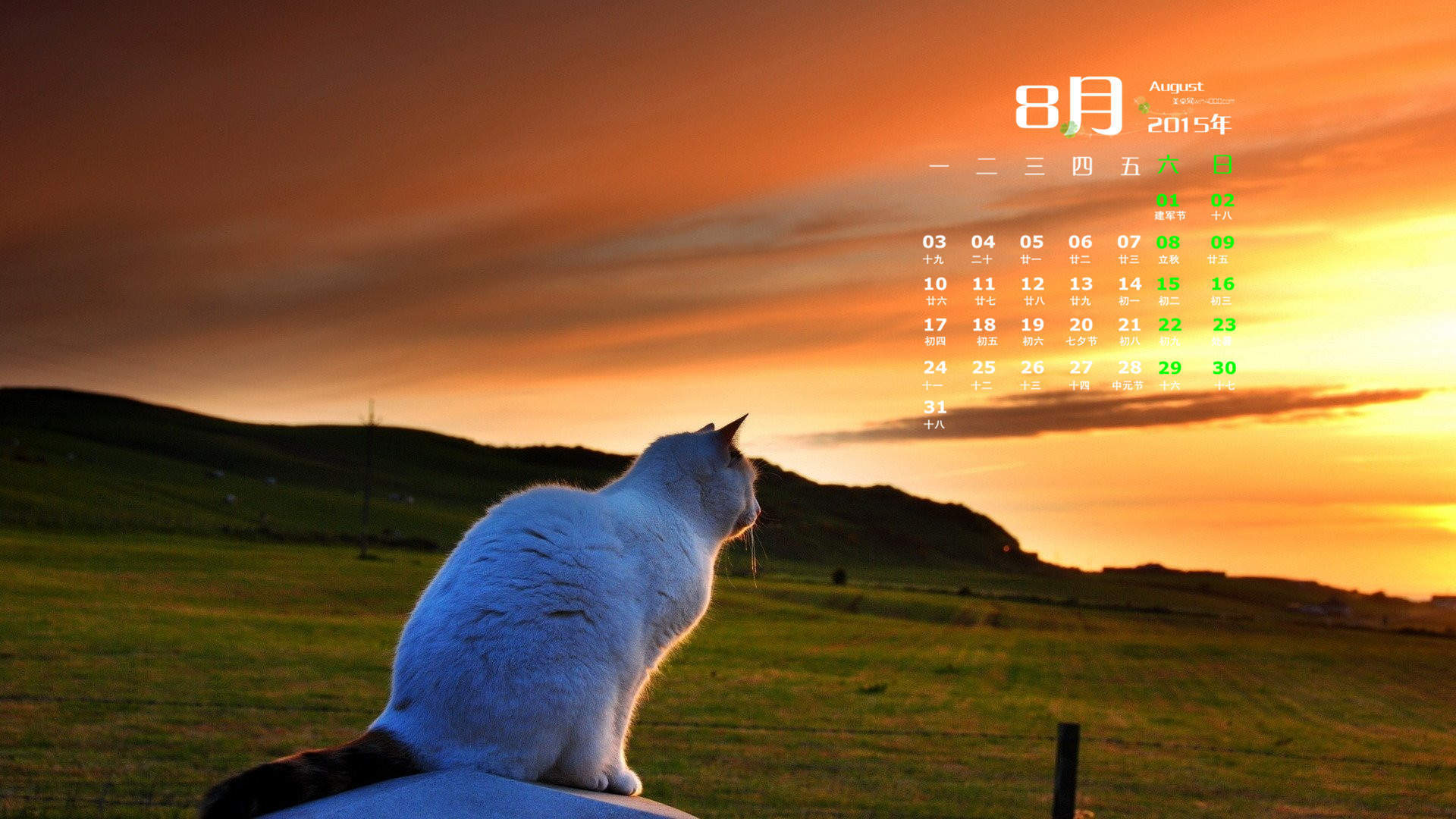 宠物搞笑图片：和植物一起生长的可爱猫咪图片图片