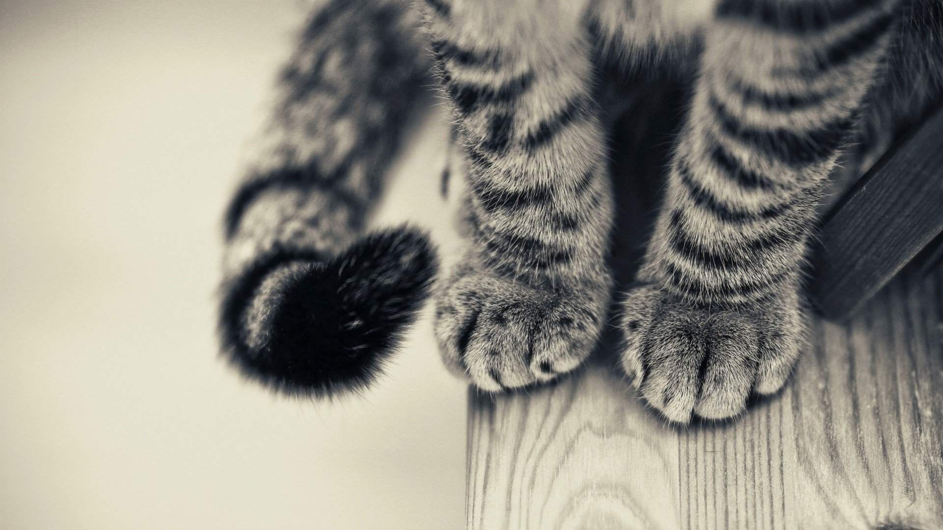 lomo风格的可爱猫咪图片小猫爪特写高清桌面壁纸图片