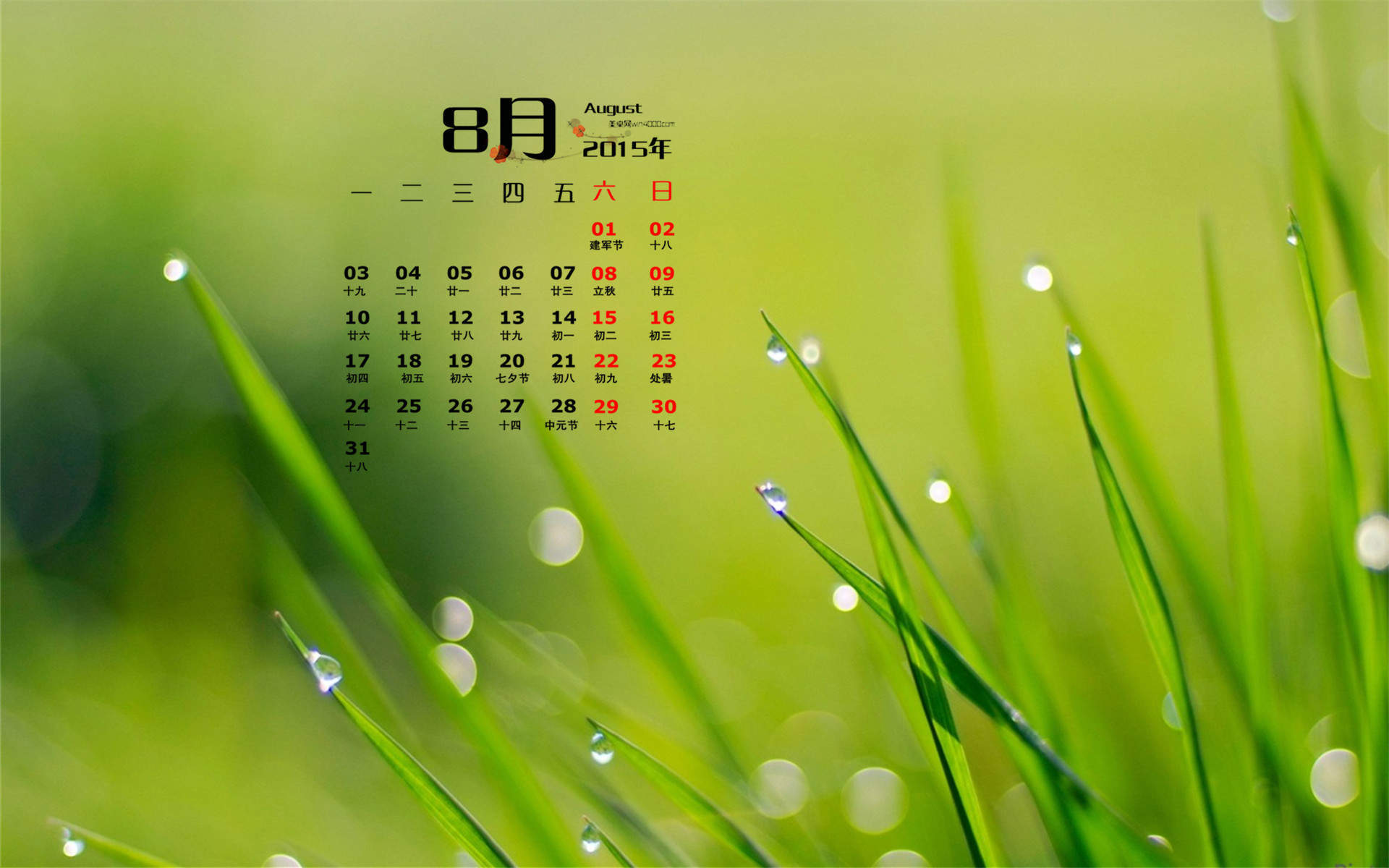 高清雨水2022年8月日历壁纸绿色护眼青草水滴日历桌面壁纸图片