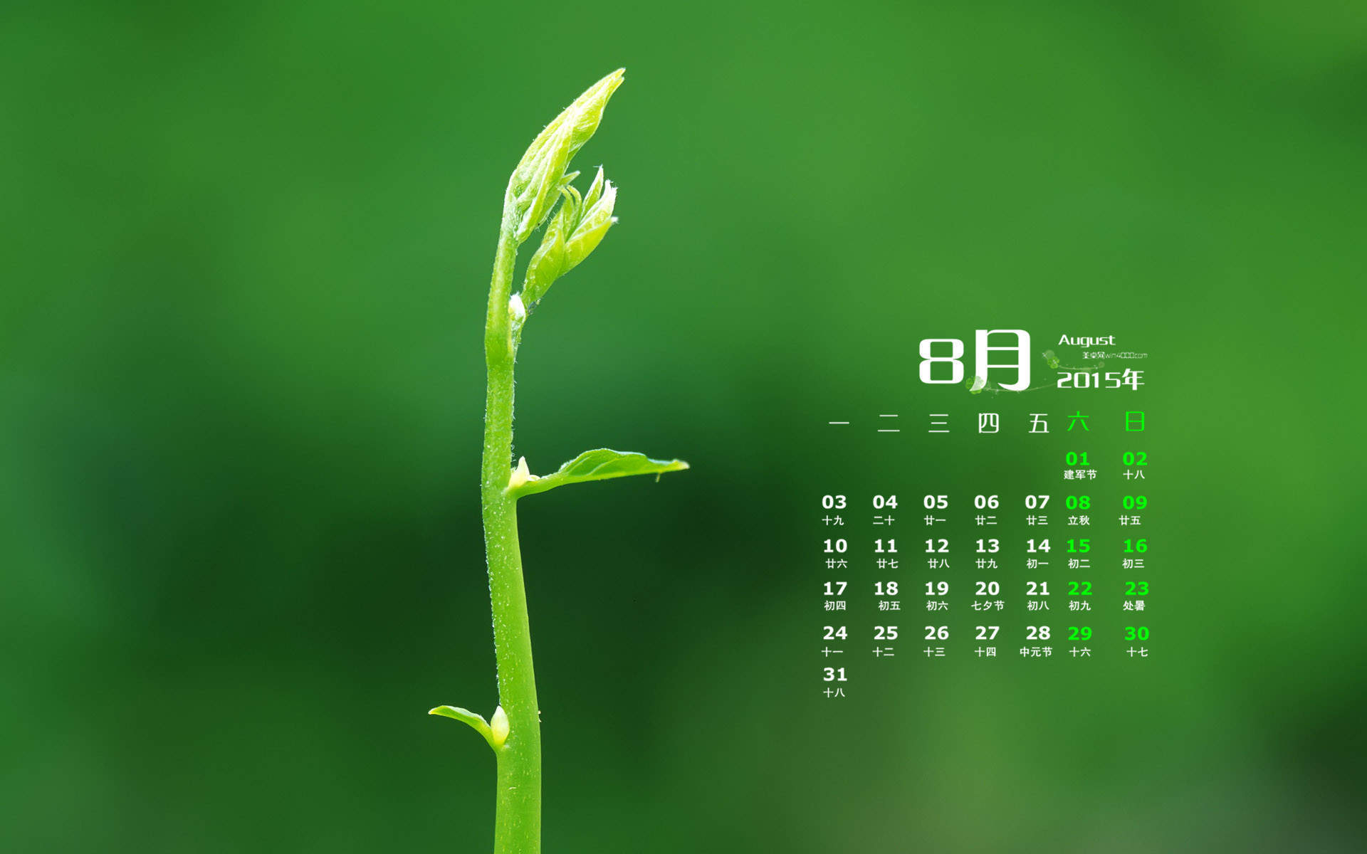 高清雨水2022年8月日历壁纸绿色护眼青草水滴日历桌面壁纸图片