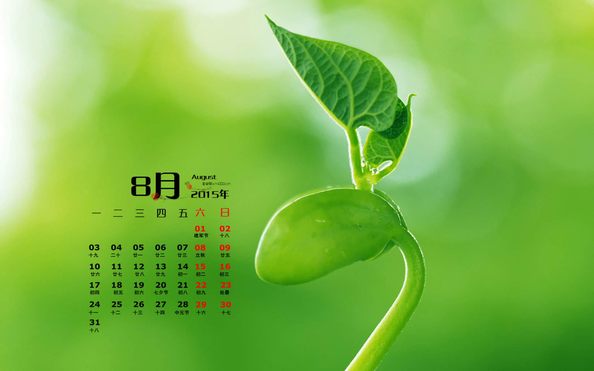 高清雨水2022年8月日历壁纸绿色护眼青草水滴日历桌面壁纸图片