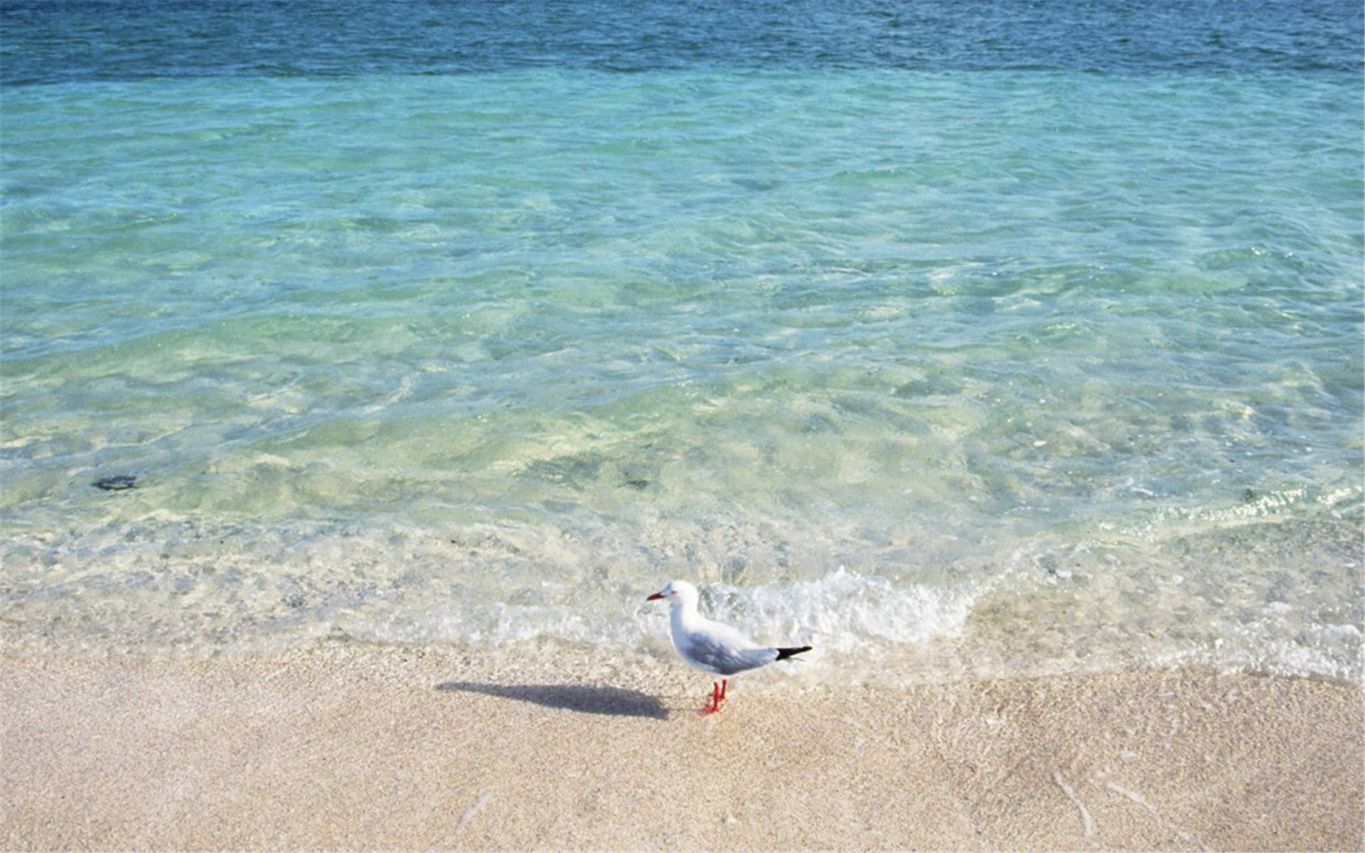 海边的冲浪者电脑桌面壁纸图片下载图片