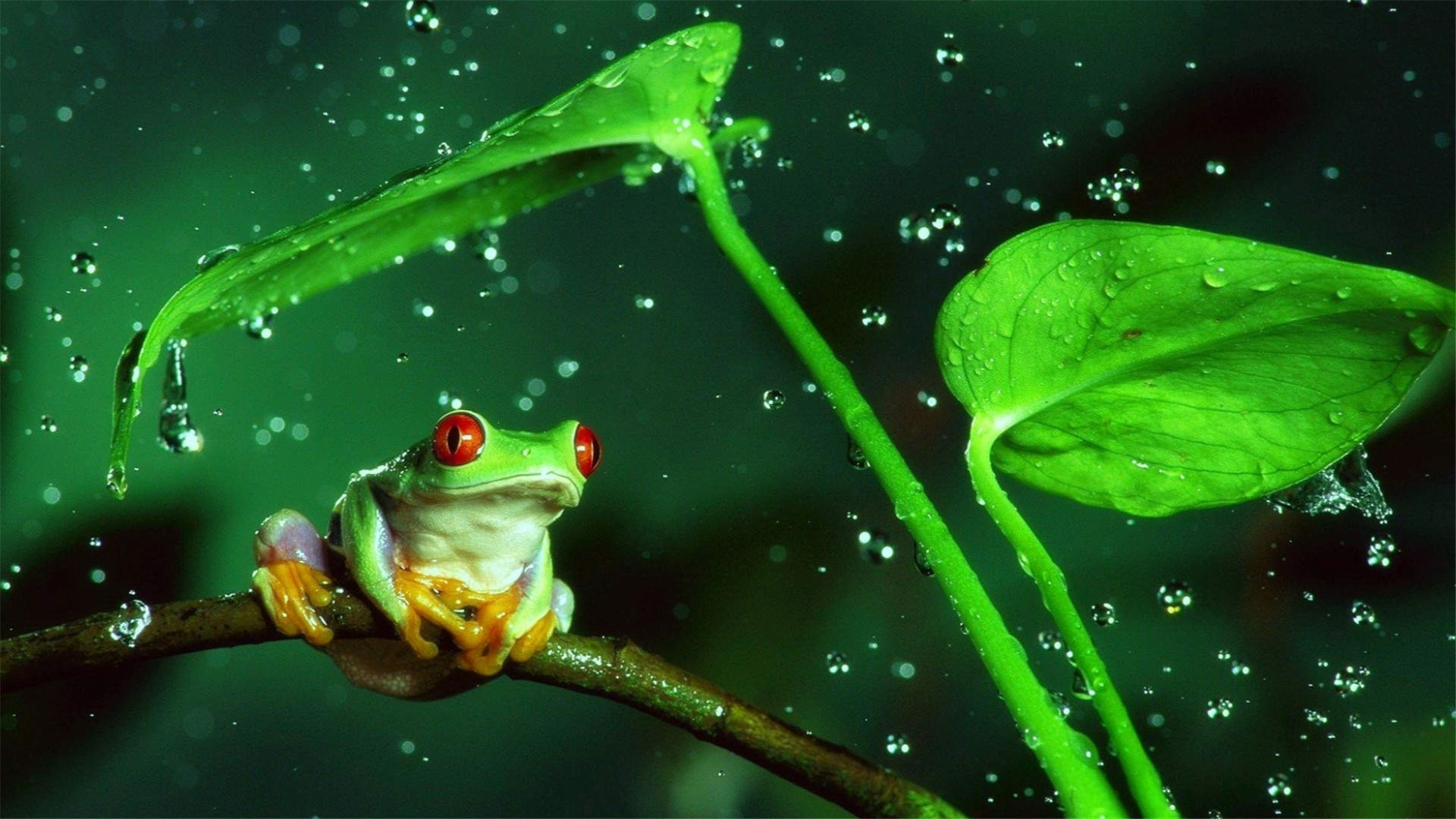 下雨天淋雨的青蛙高清特写图片电脑桌面壁纸图片
