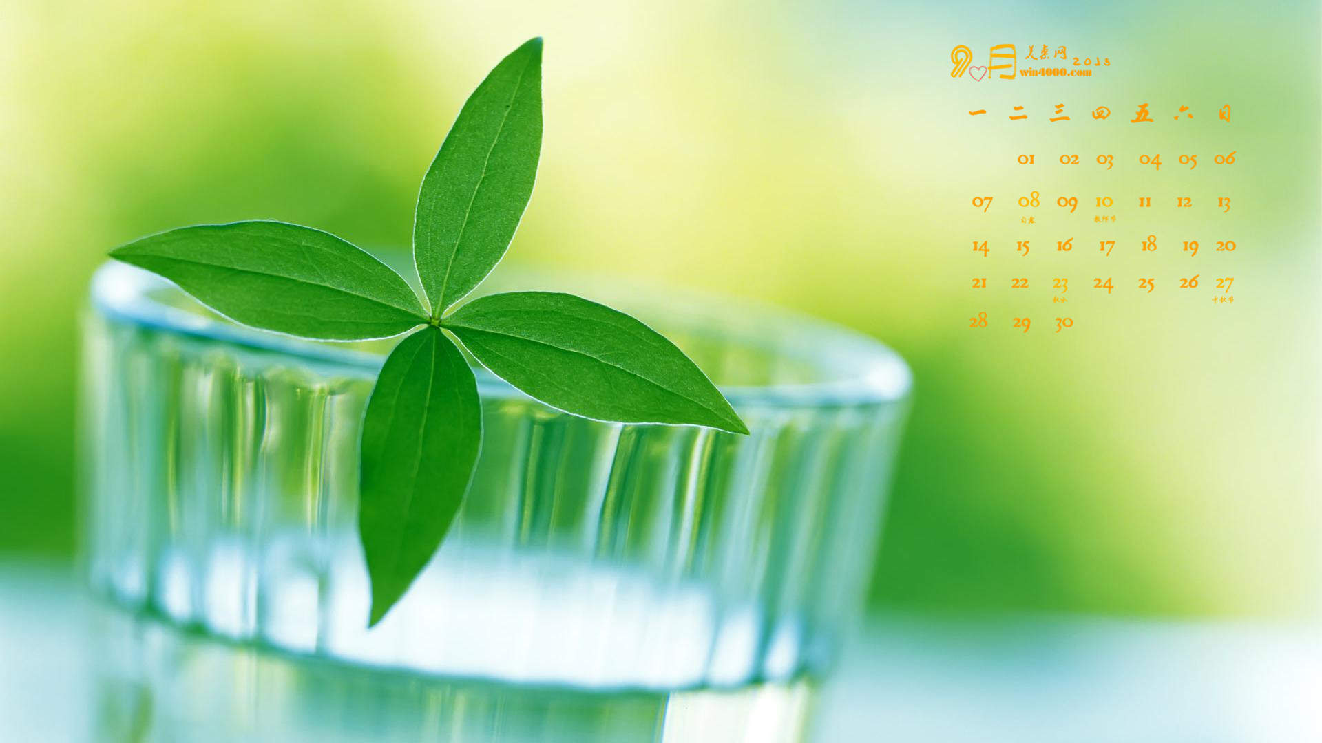 清新护眼四叶草图片图片