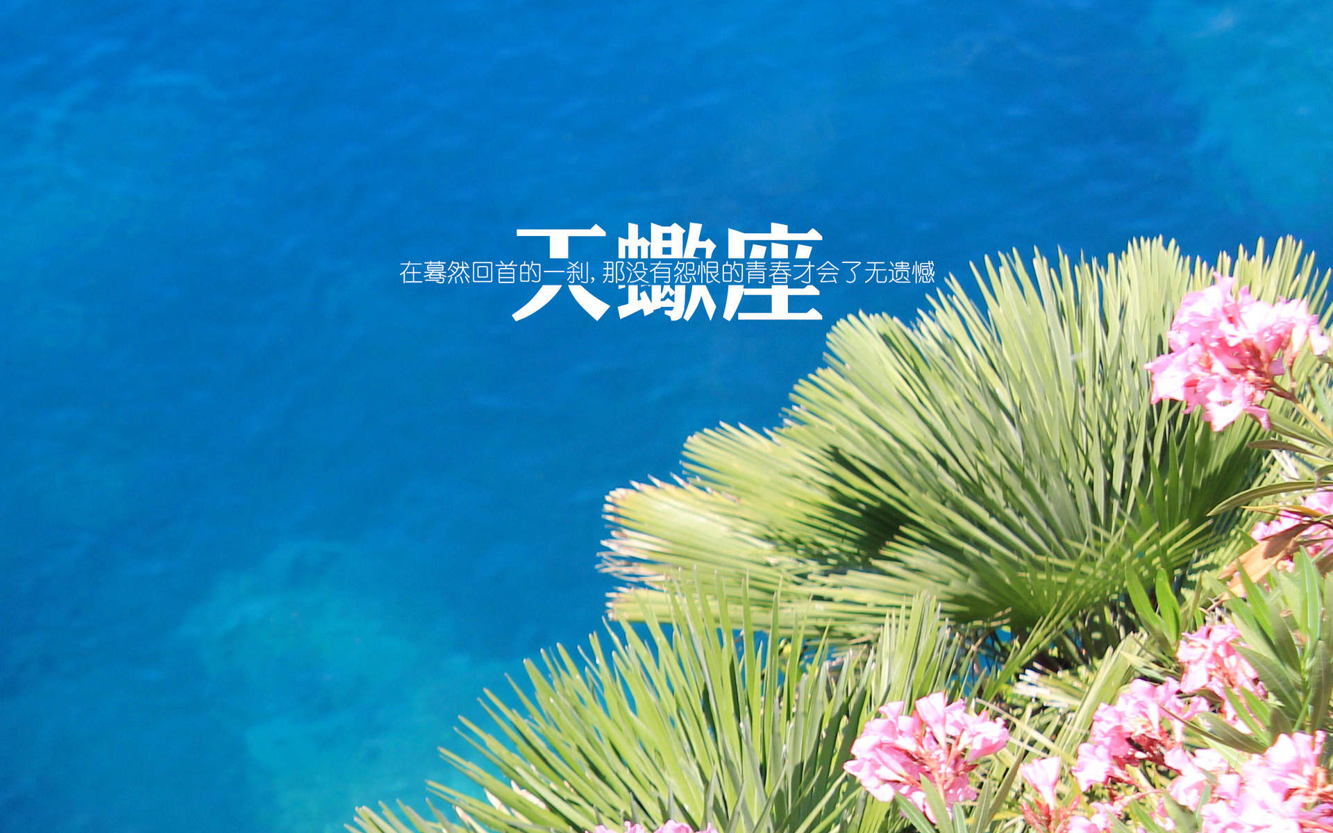 天蝎座简约文字唯美小清新图片桌面壁纸图片
