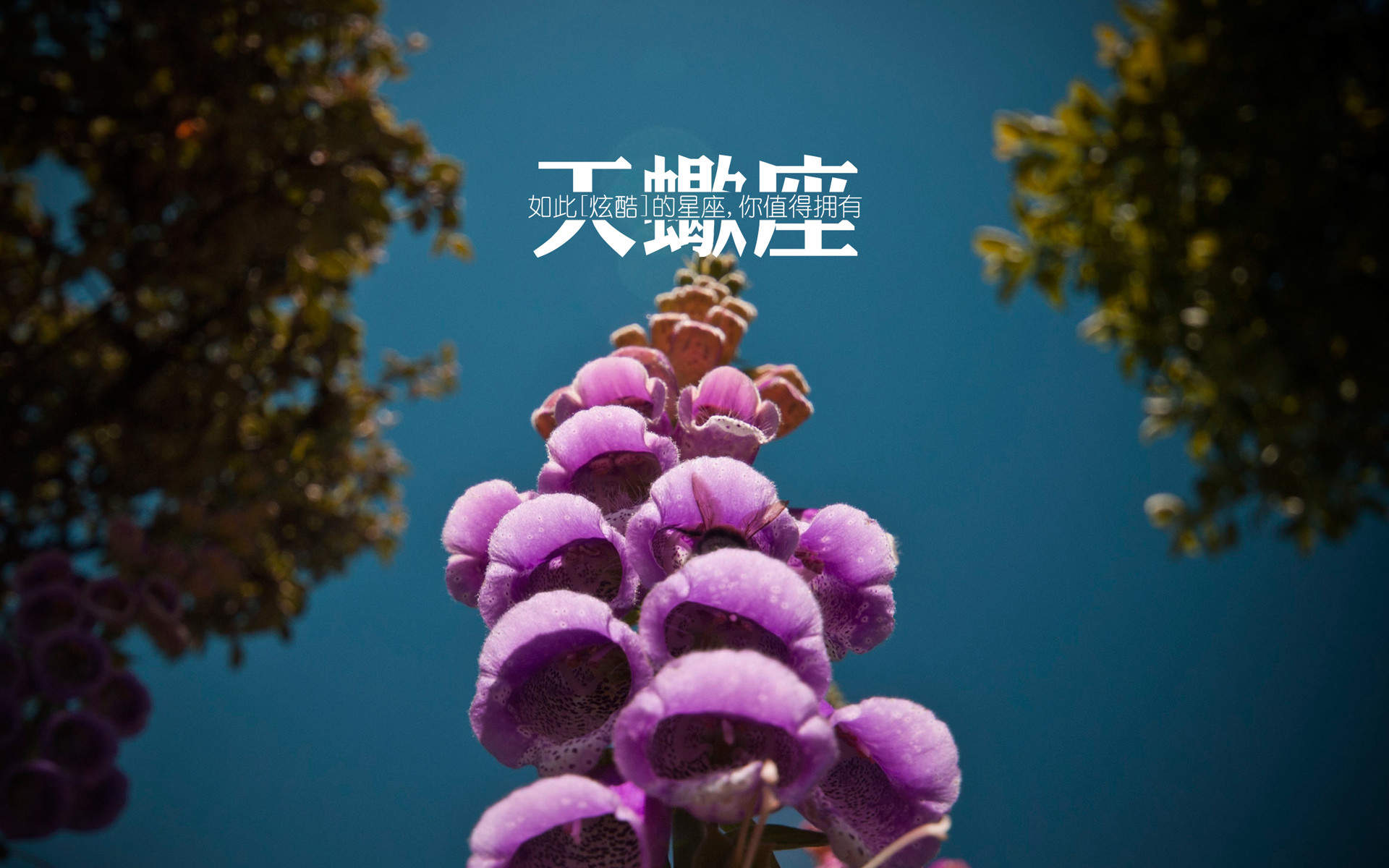 天蝎座简约文字唯美小清新图片桌面壁纸图片