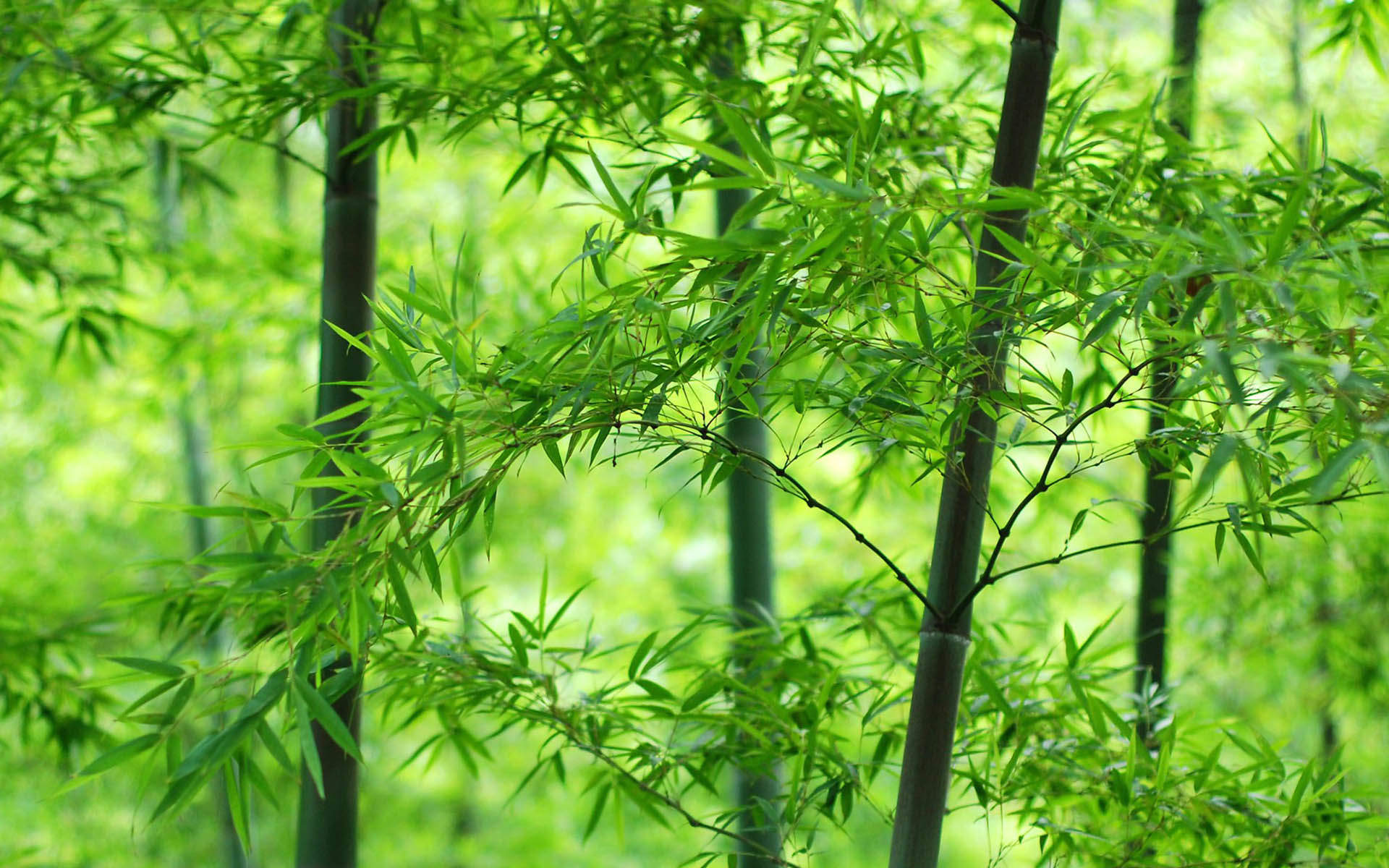 绿色护眼竹子清新图片桌面高清壁纸图片