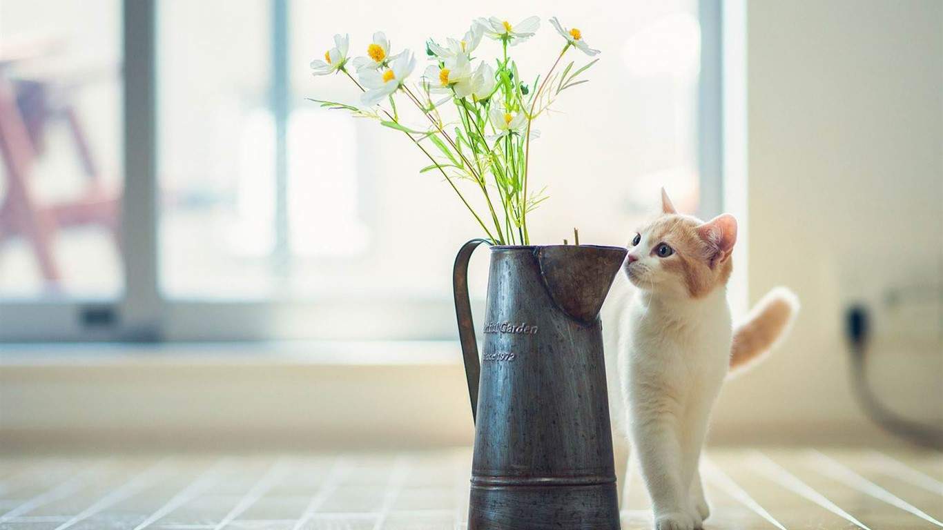 可爱超清的大图合集猫咪手机壁纸下载图片