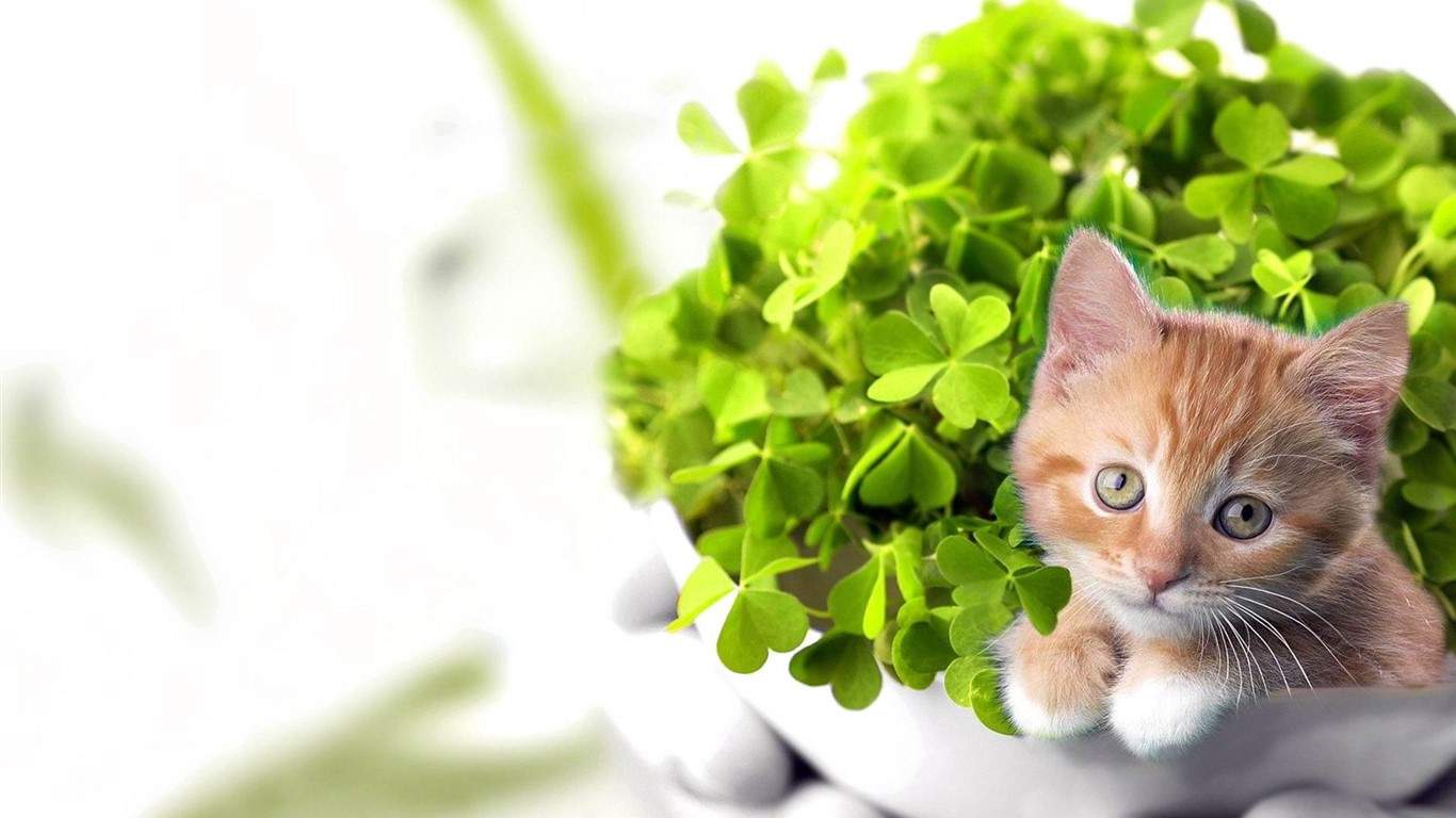 可爱小猫咪图片桌面壁纸图片