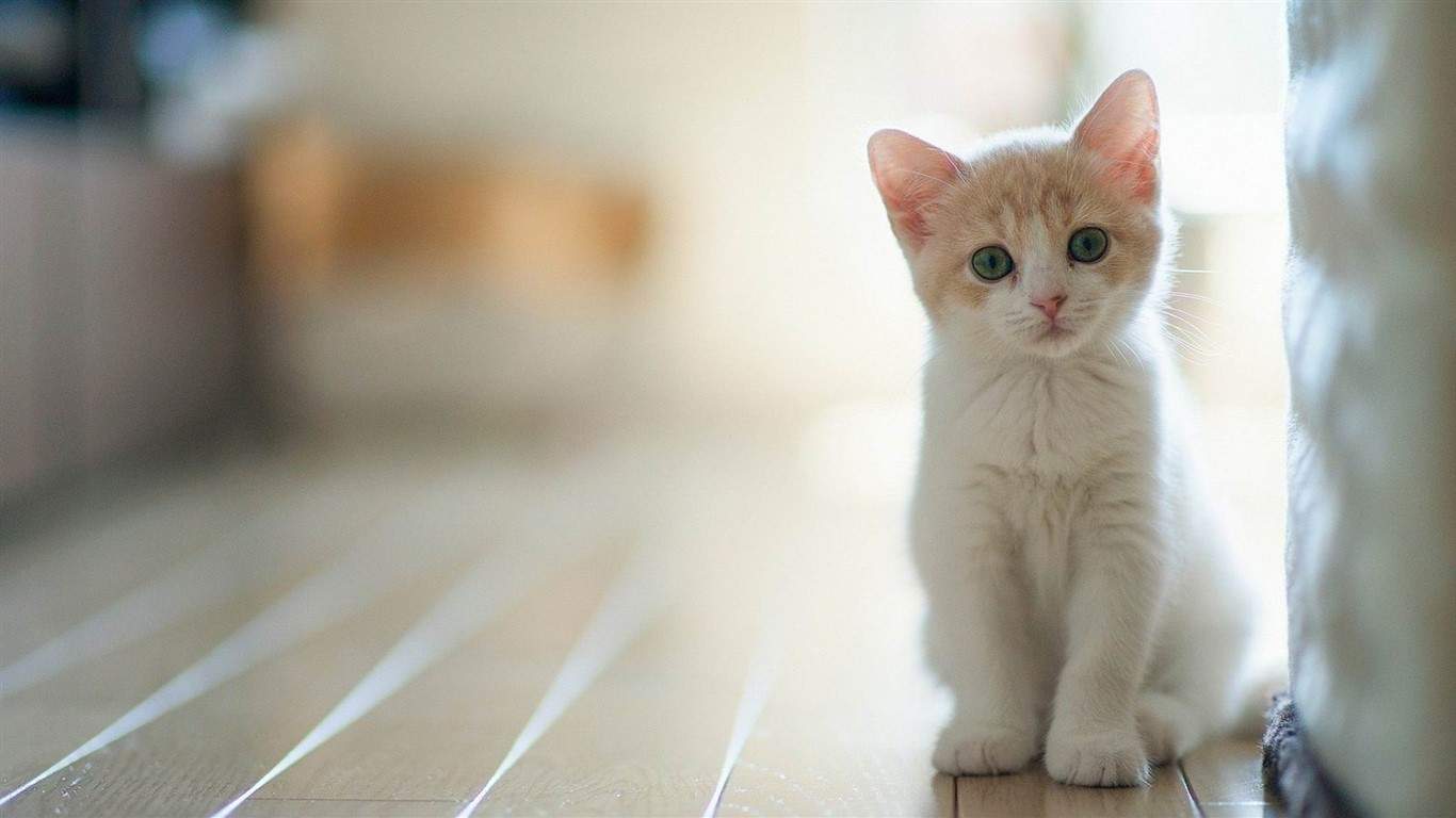 2022年9月日历可爱动物猫咪高清桌面壁纸图片图片