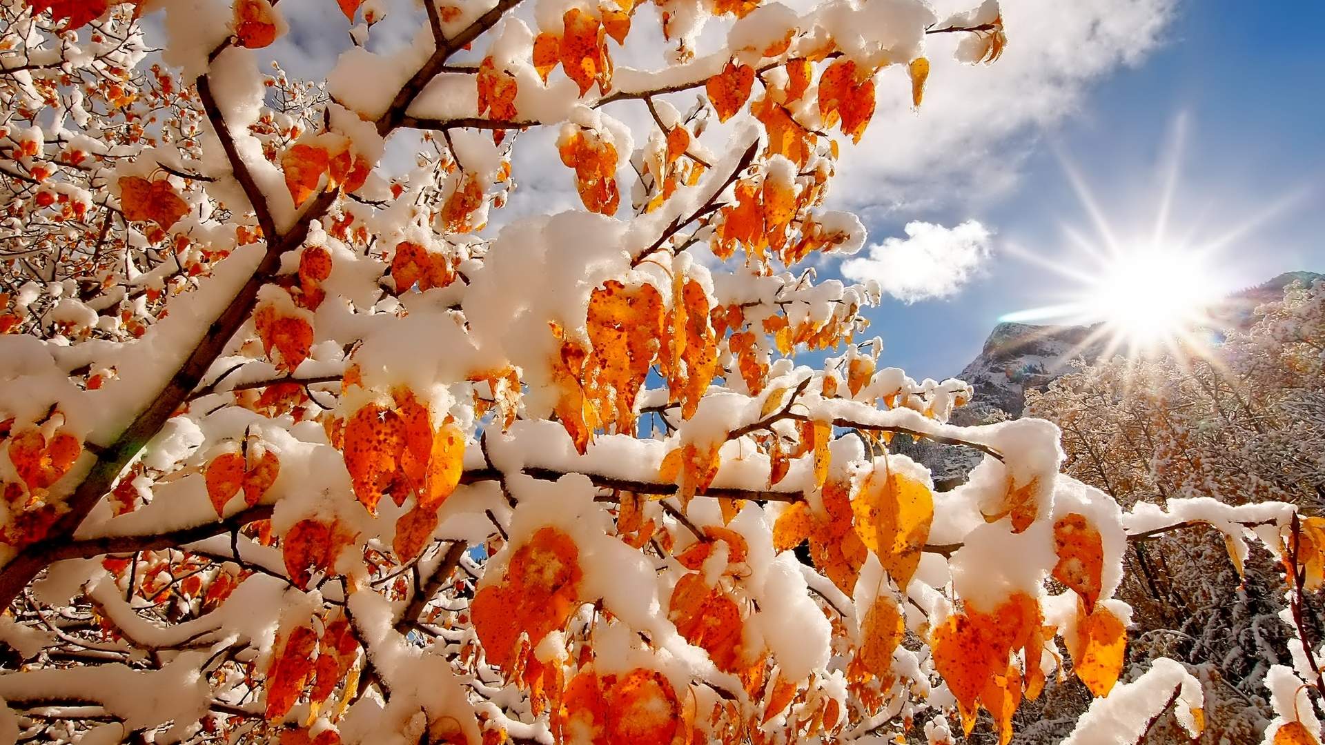 冬日雪景图片