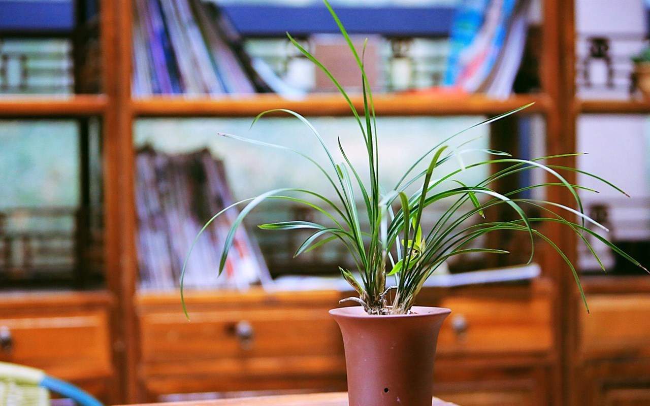 精选兰花高清植物桌面壁纸图片