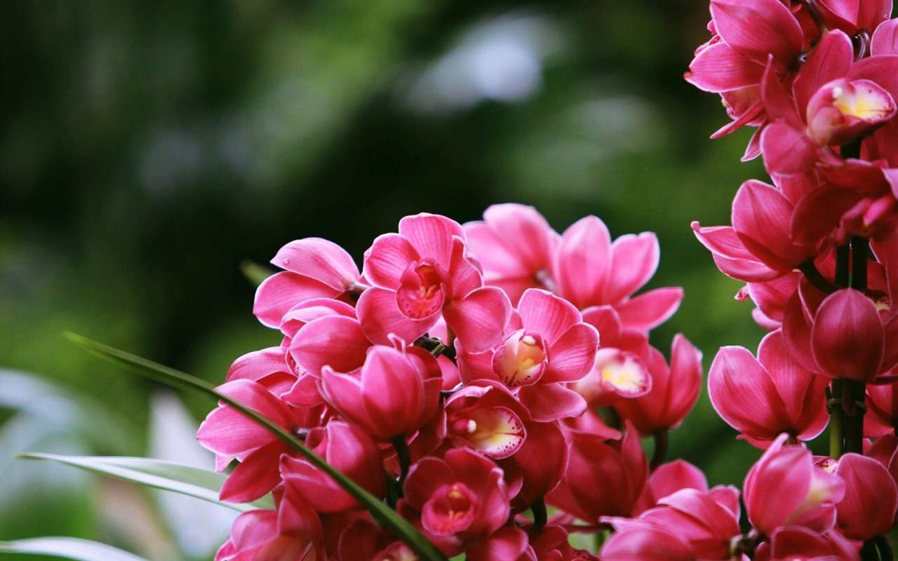 精选兰花高清植物桌面壁纸图片