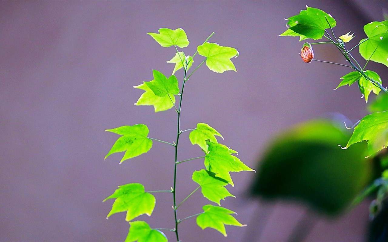 精选兰花高清植物桌面壁纸图片