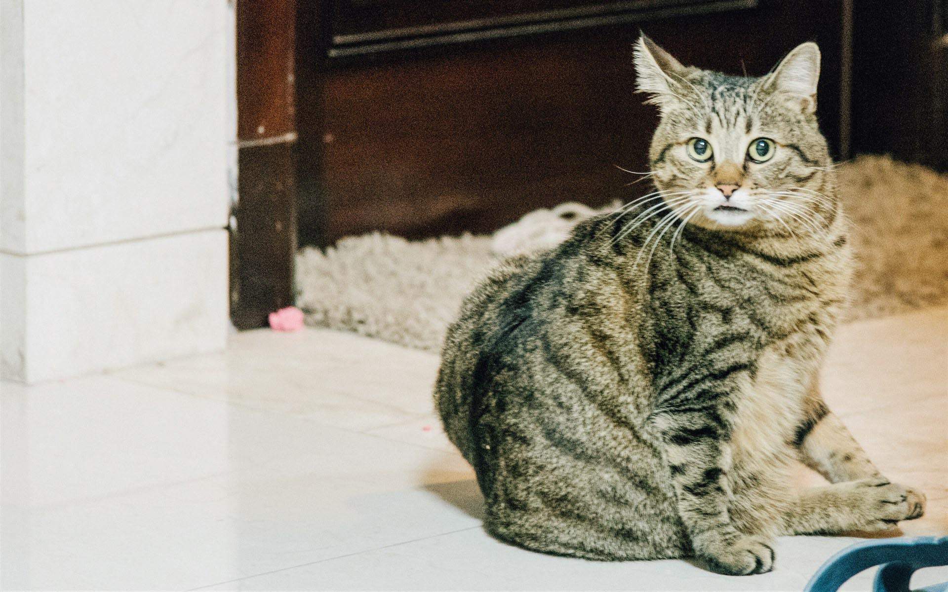 可爱的喵星人灰色苏格兰折耳猫电脑桌面壁纸下载图片