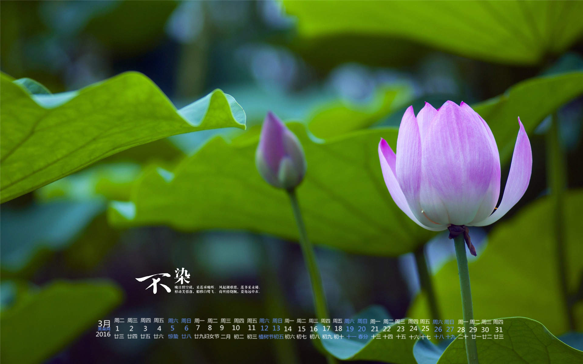 夏日唯美新清荷花护眼图片高清手机壁纸下载图片