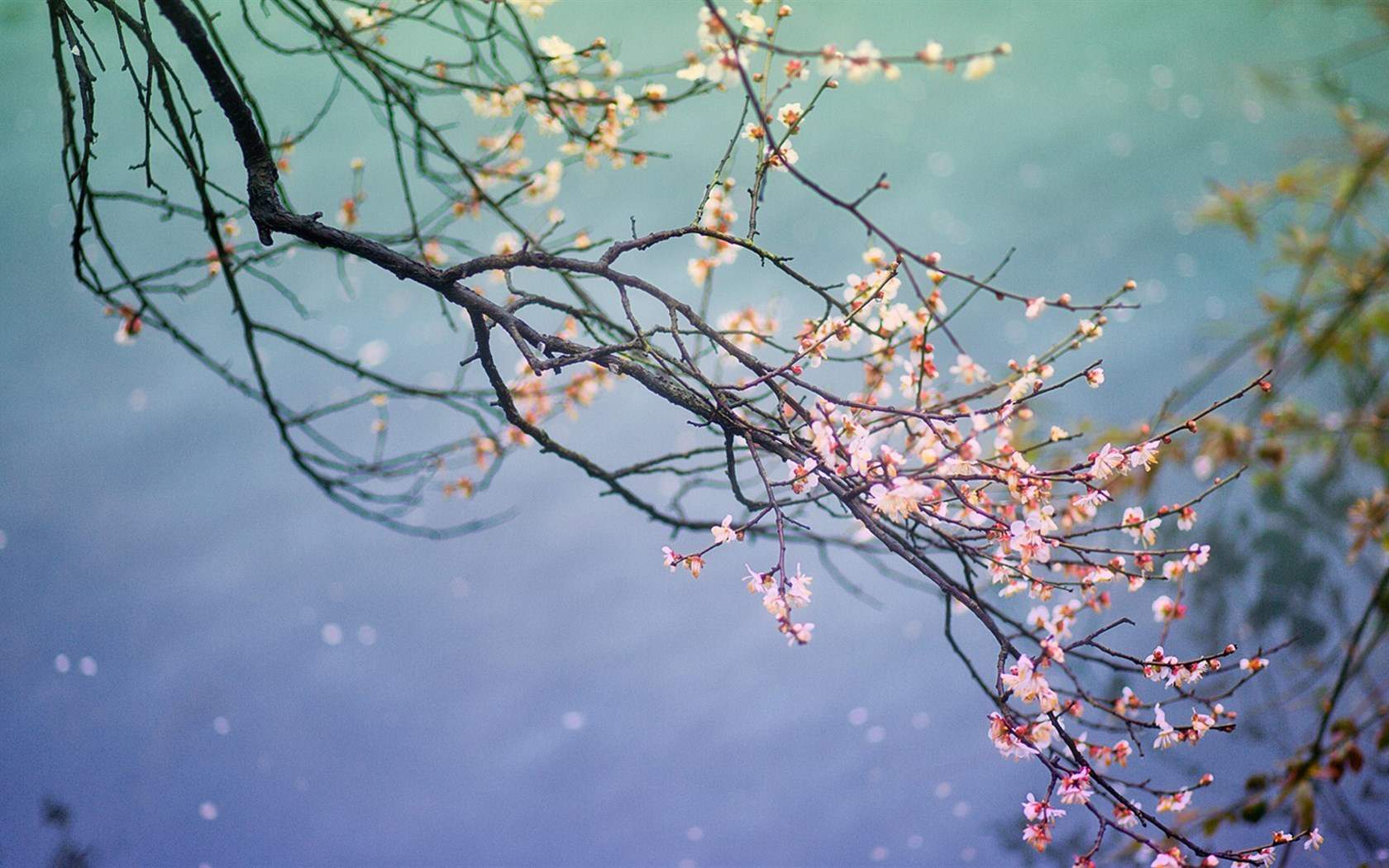 春景图片