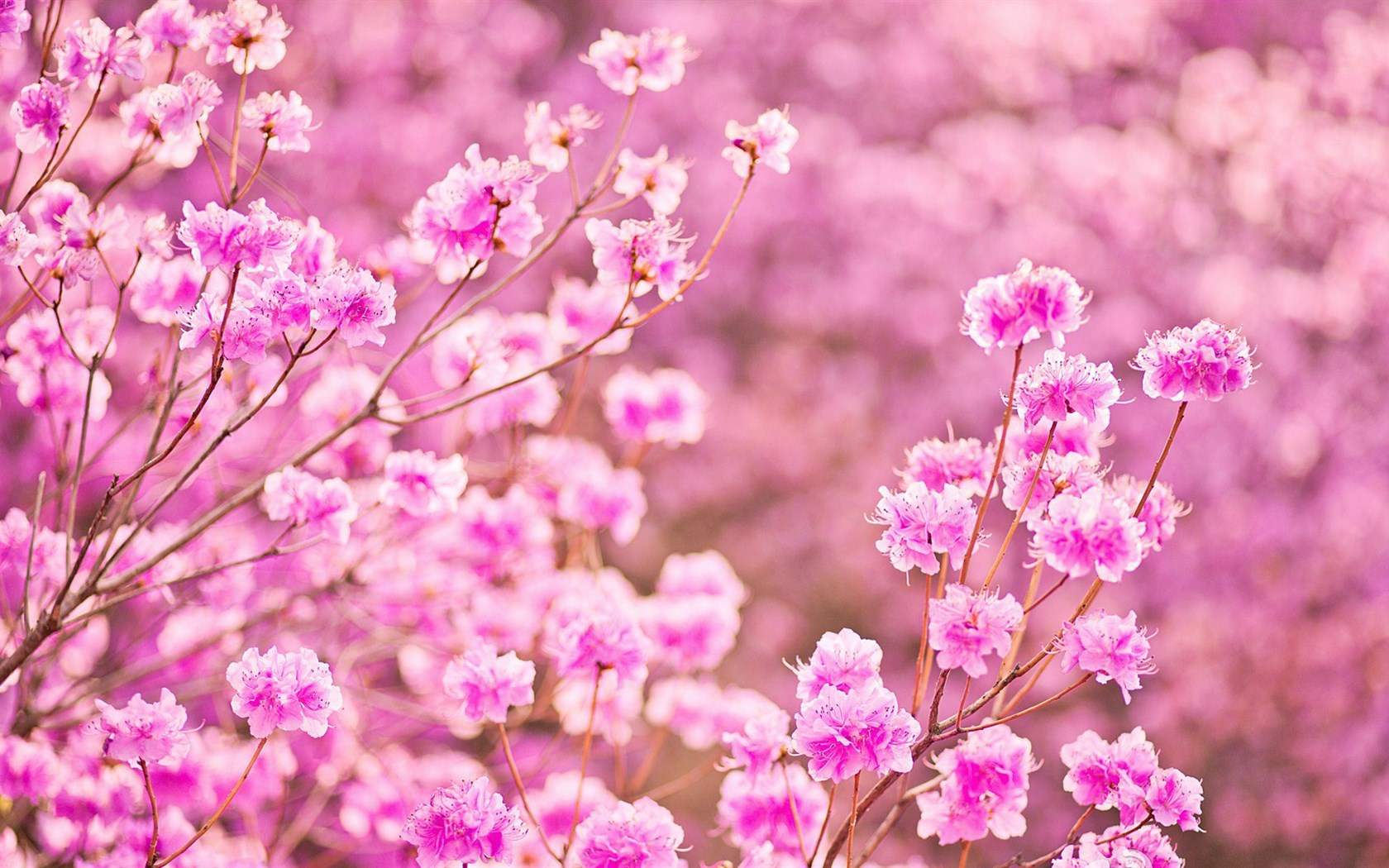 春天春景的花朵图片