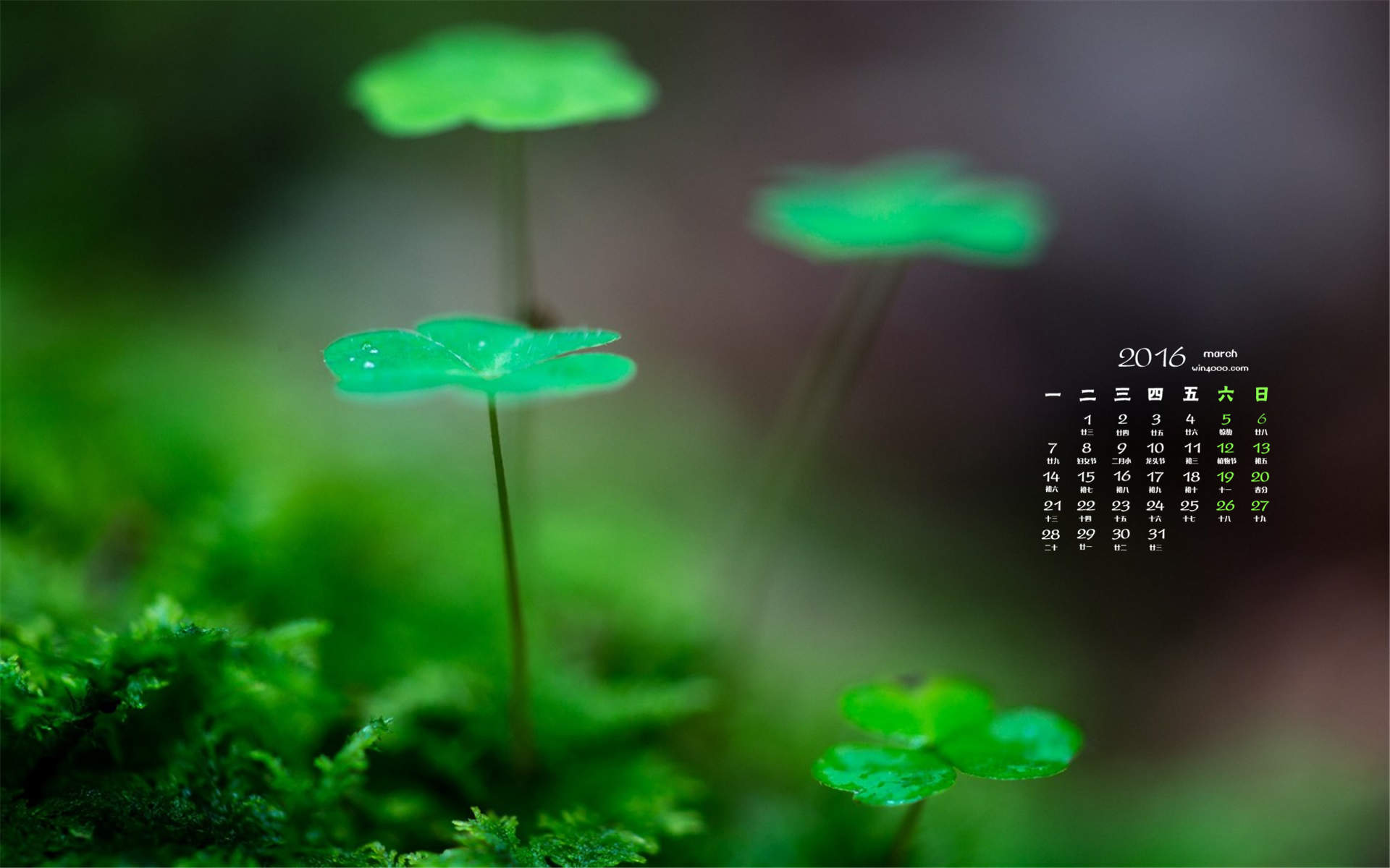 清新护眼四叶草图片图片