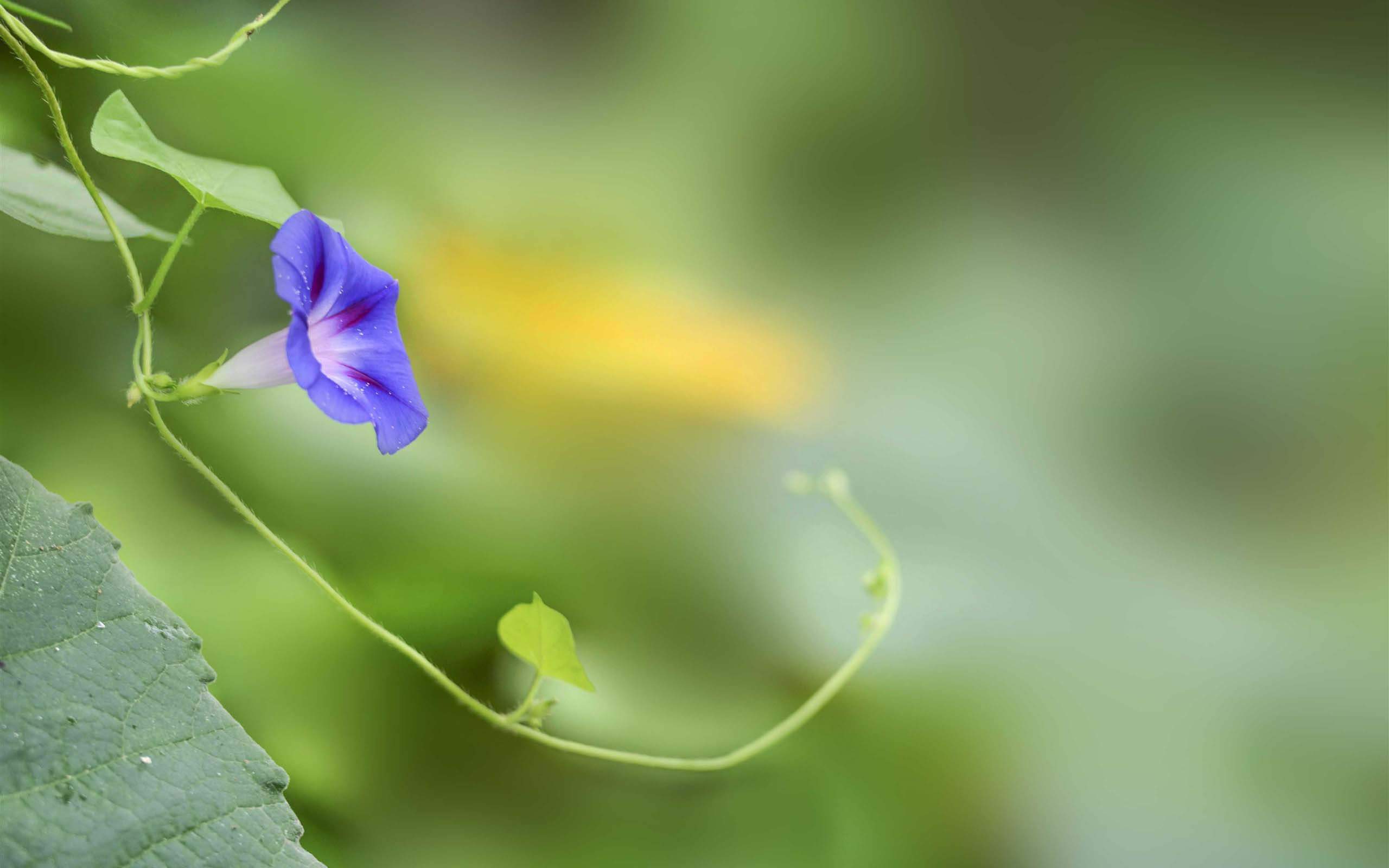 牵牛花图片