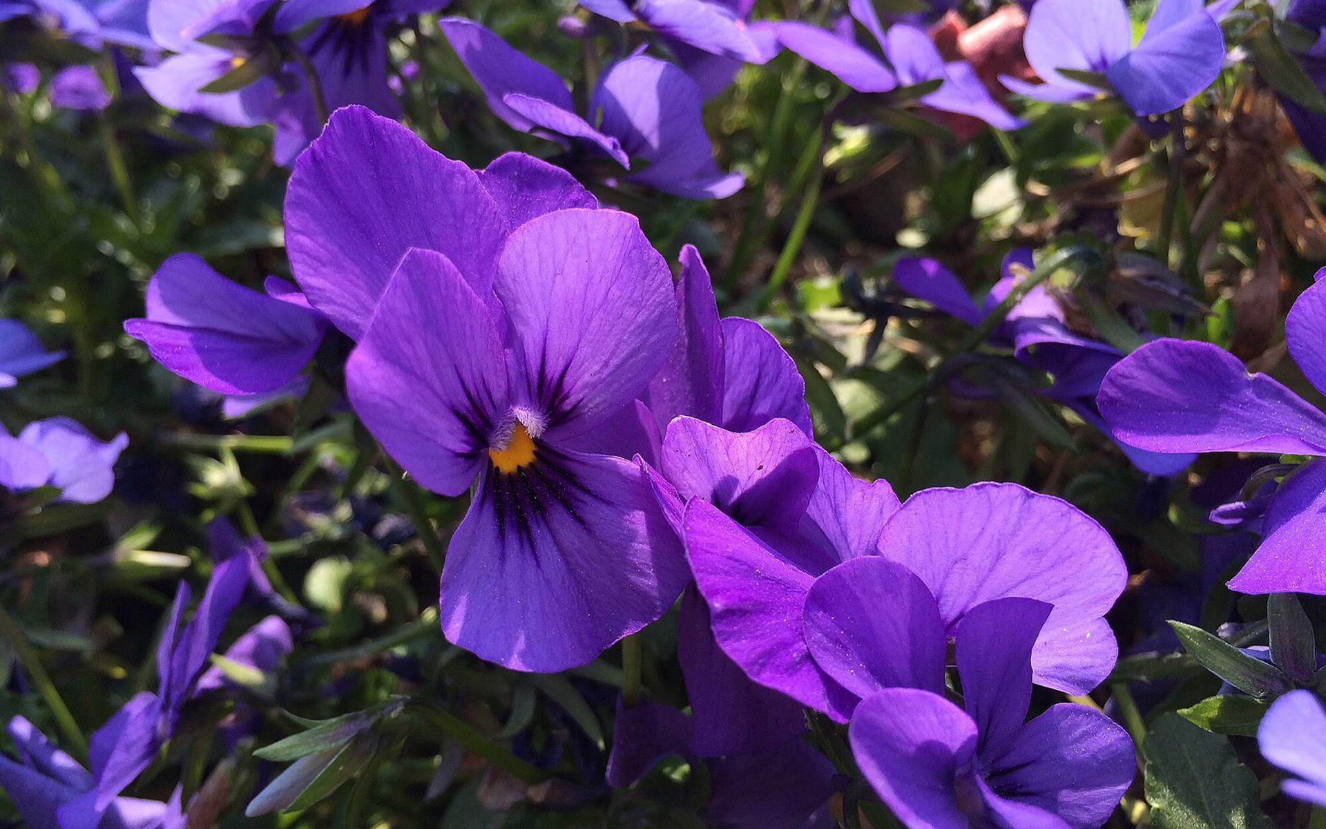 紫花图片
