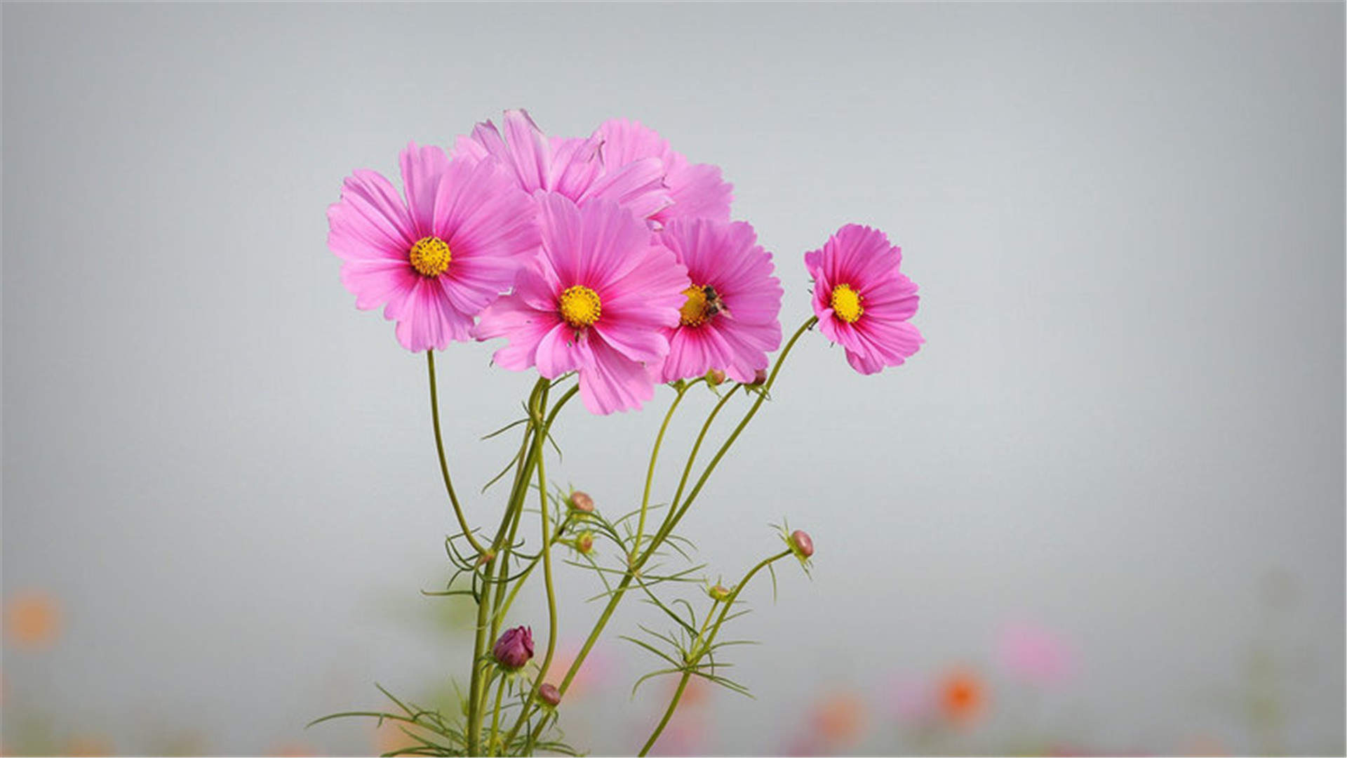 波斯菊图片