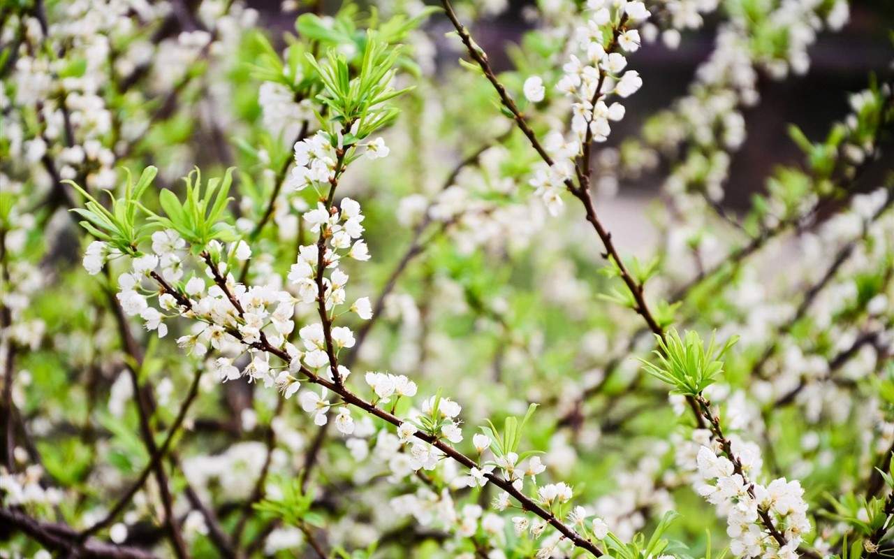 倪妮春日梨花大片高清桌面壁纸图片