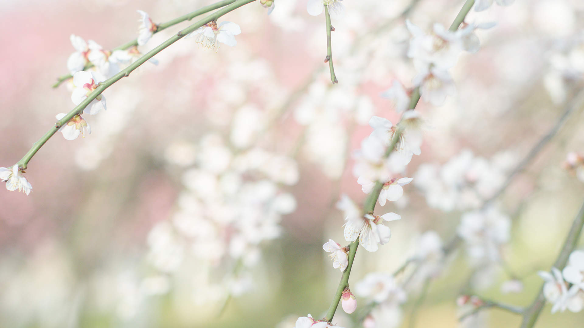 春天春景里的花儿唯美花卉风景美图桌面壁纸图片