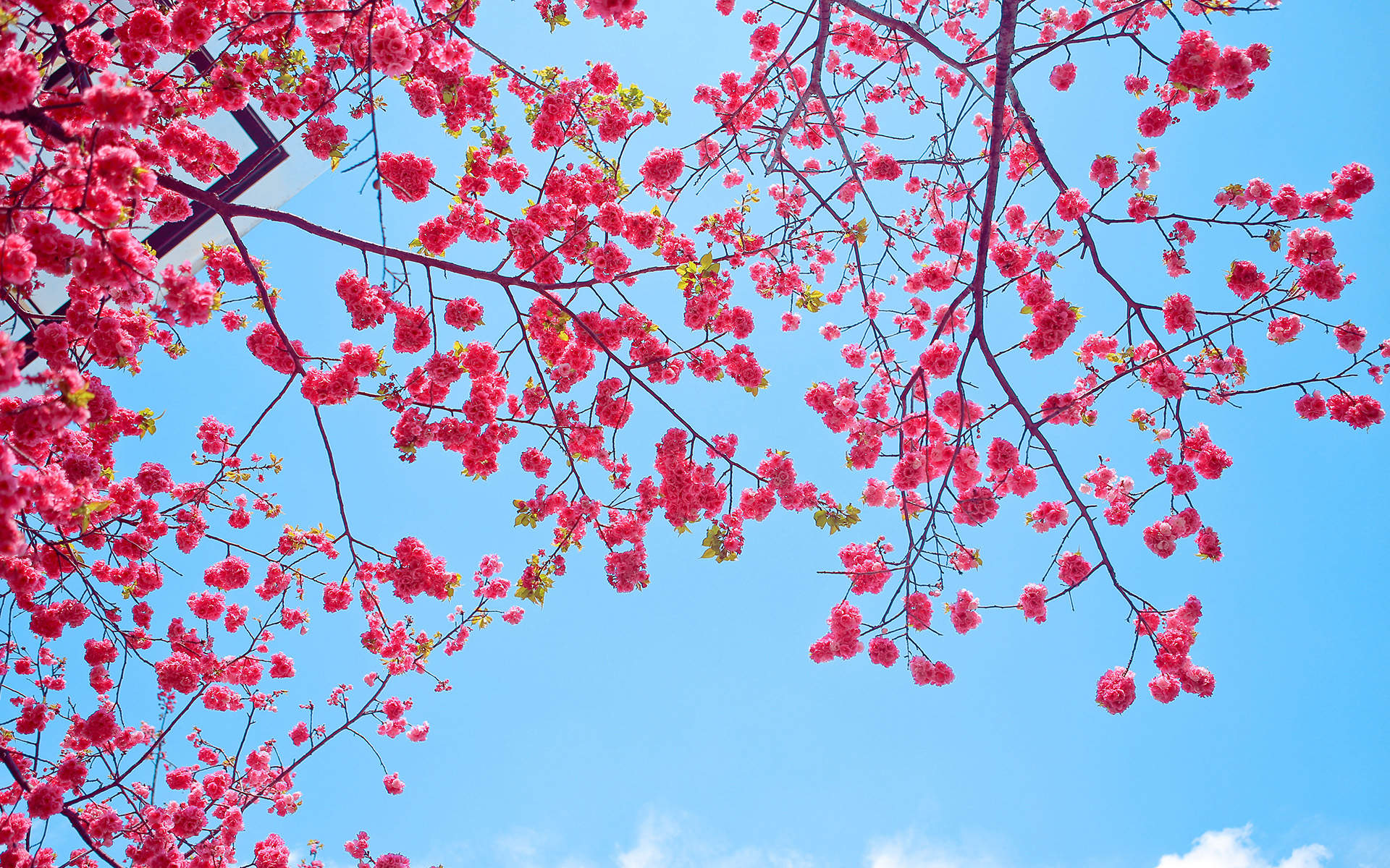 春景图片