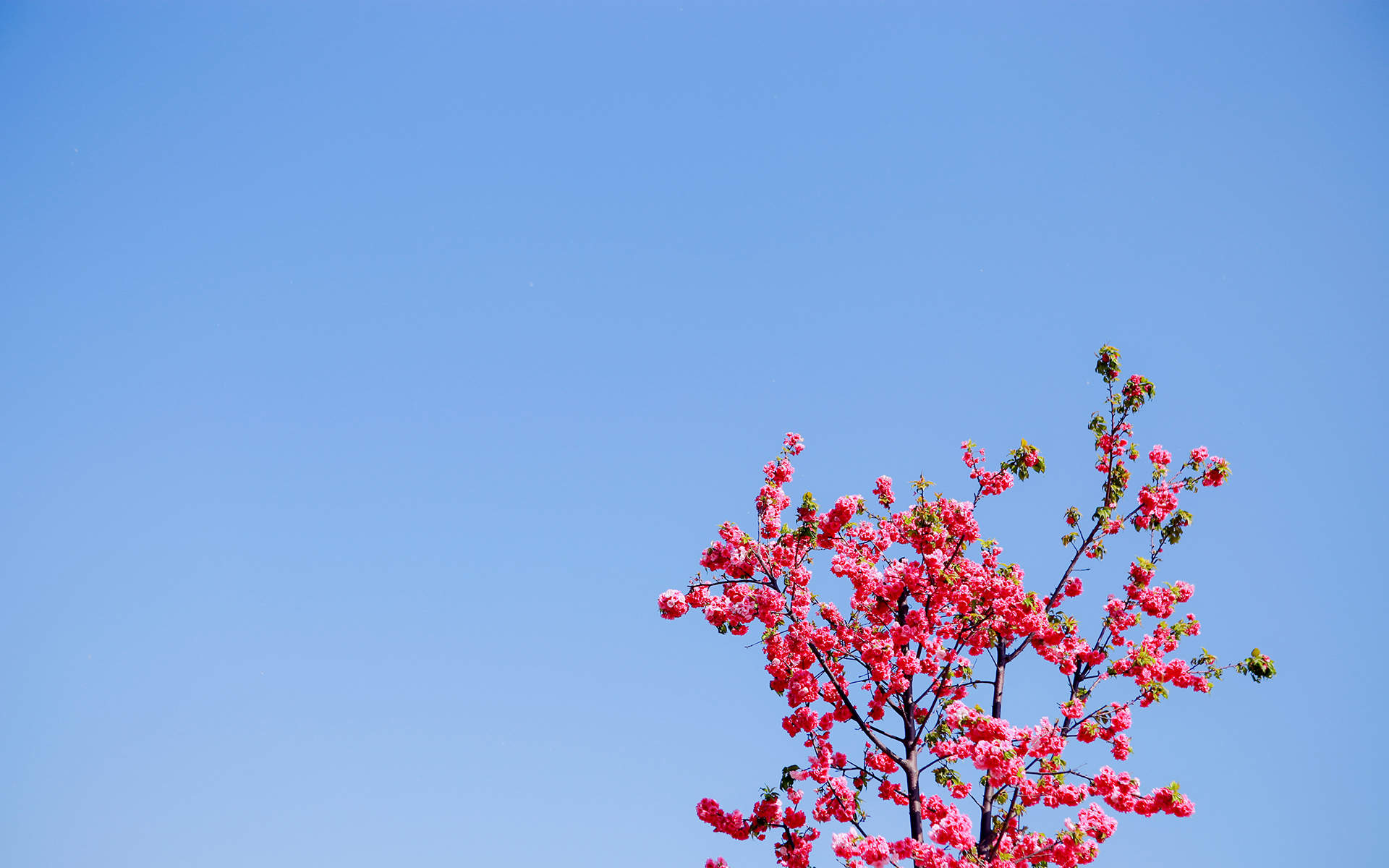 春景图片