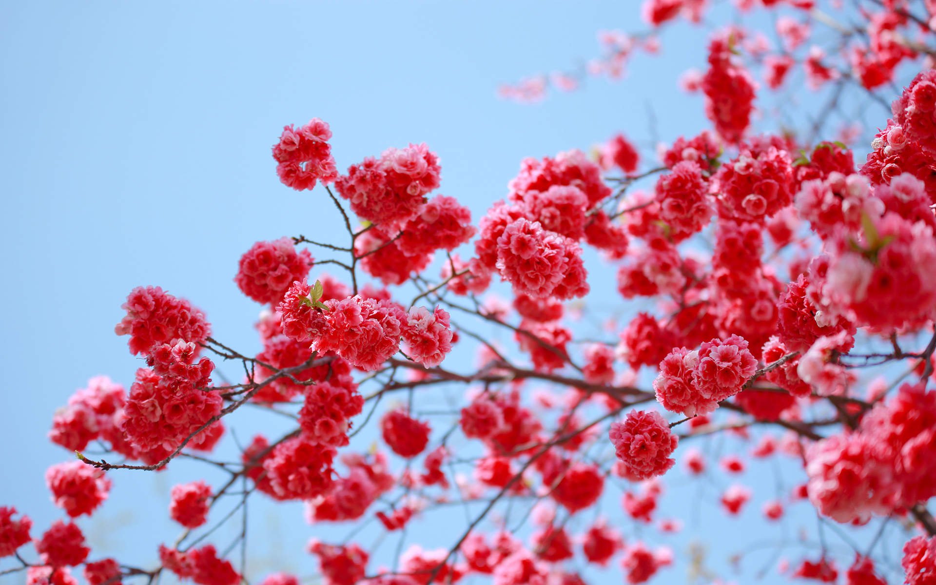 春景图片