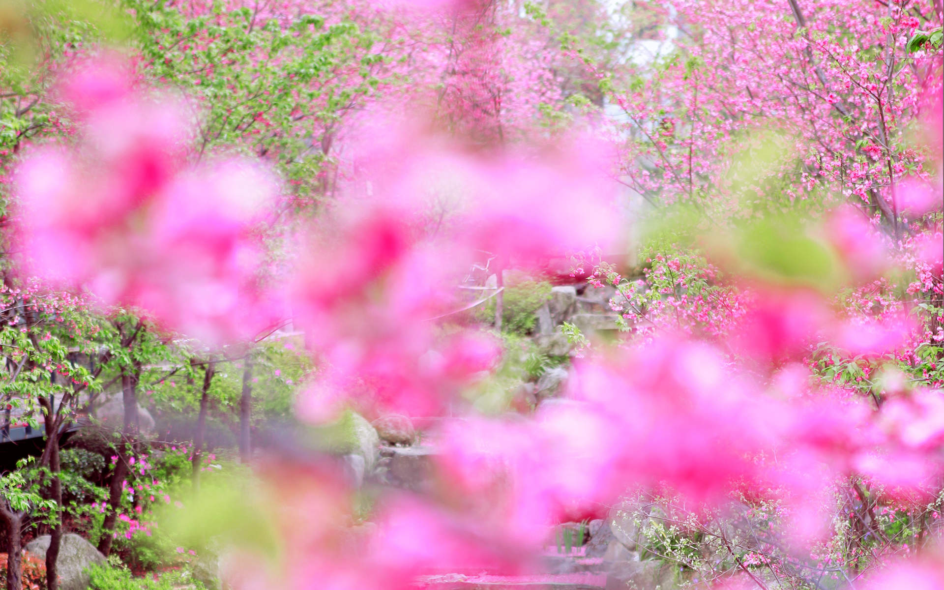 美丽春景的樱花春天真的来了图片