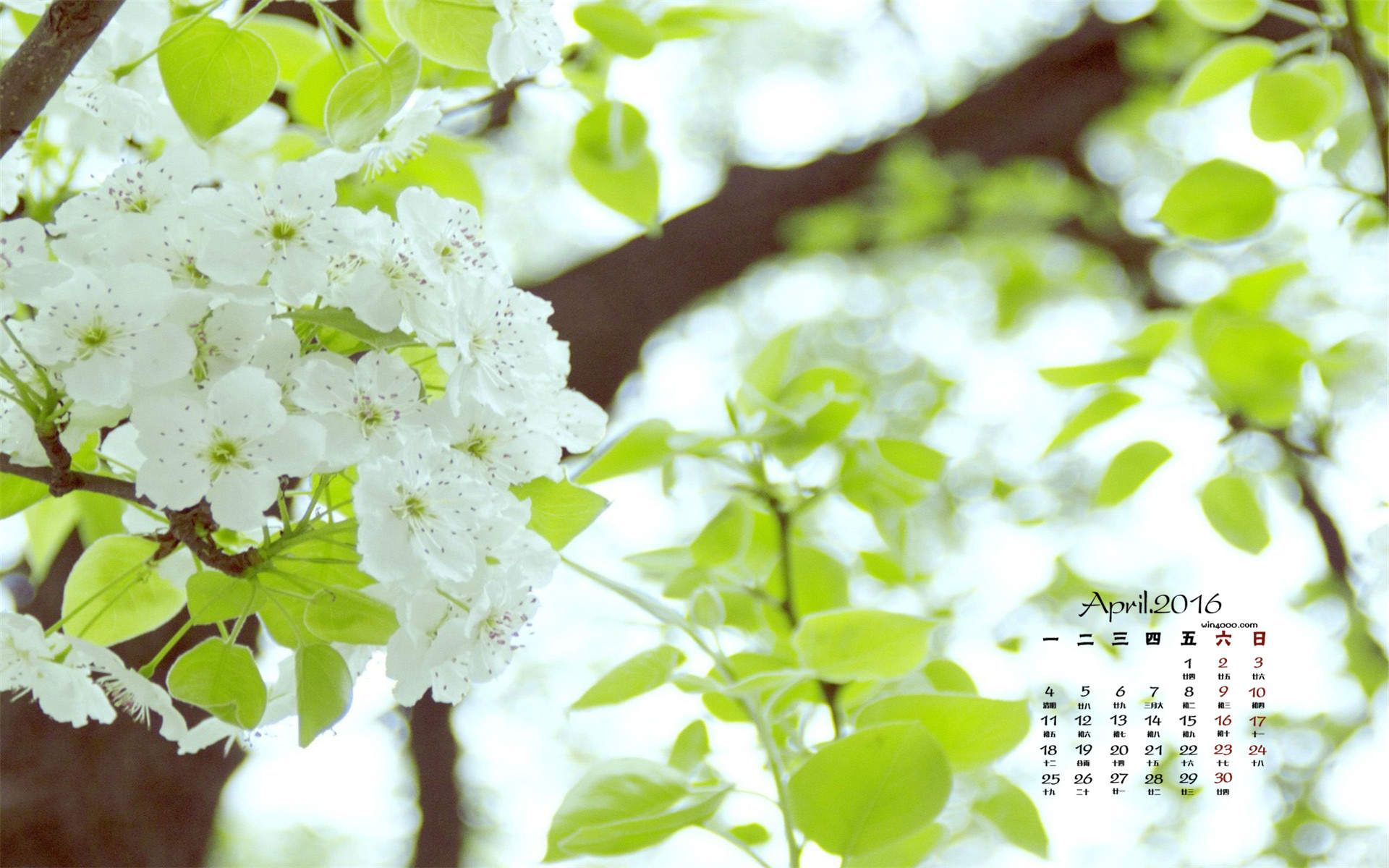 倪妮春日梨花大片高清桌面壁纸图片