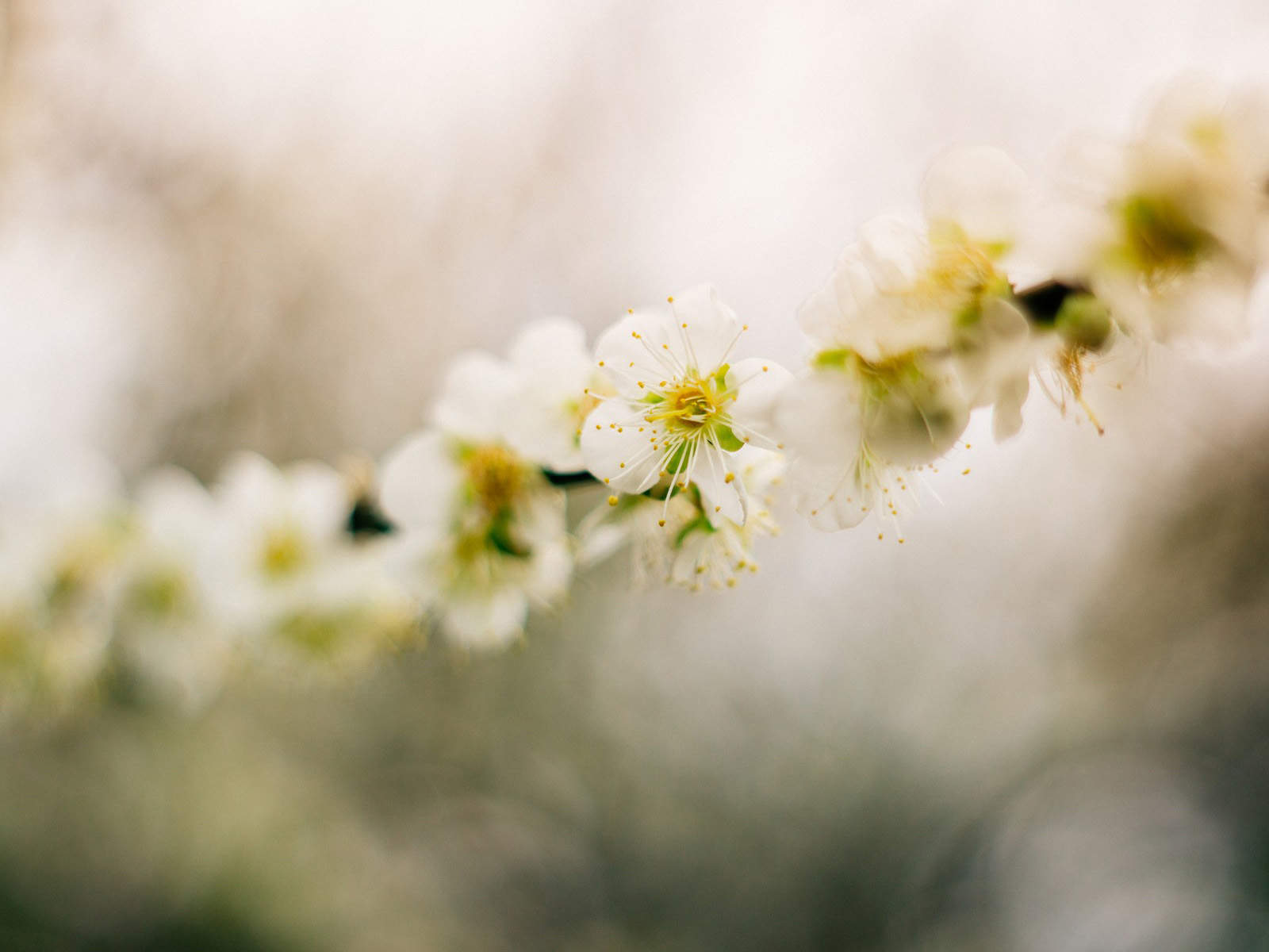 倪妮春日梨花大片高清桌面壁纸图片