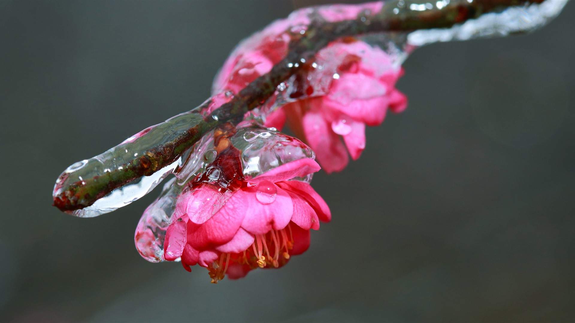梅花图片