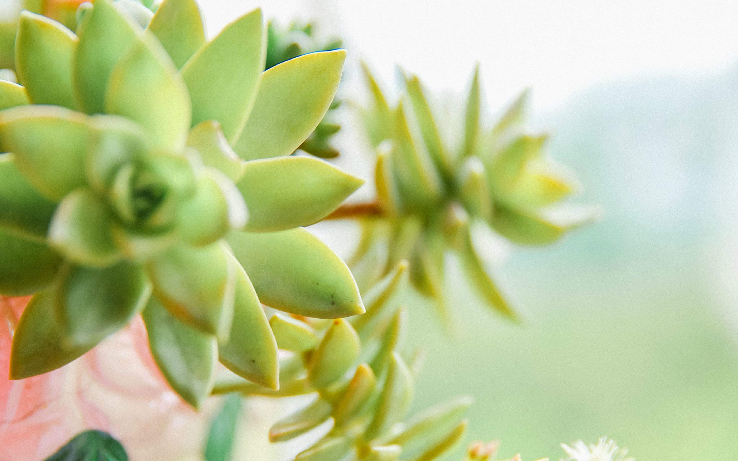 多肉植物图片