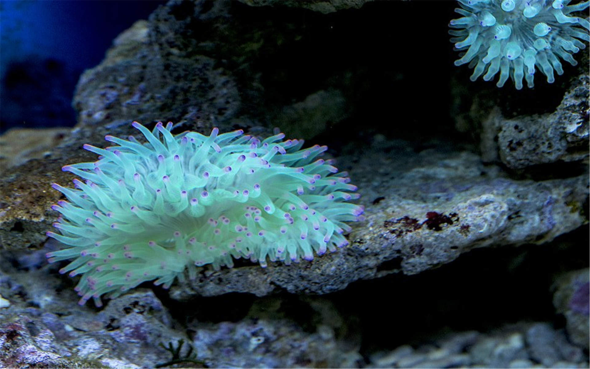 高清海底世界珊瑚壁纸图片图片