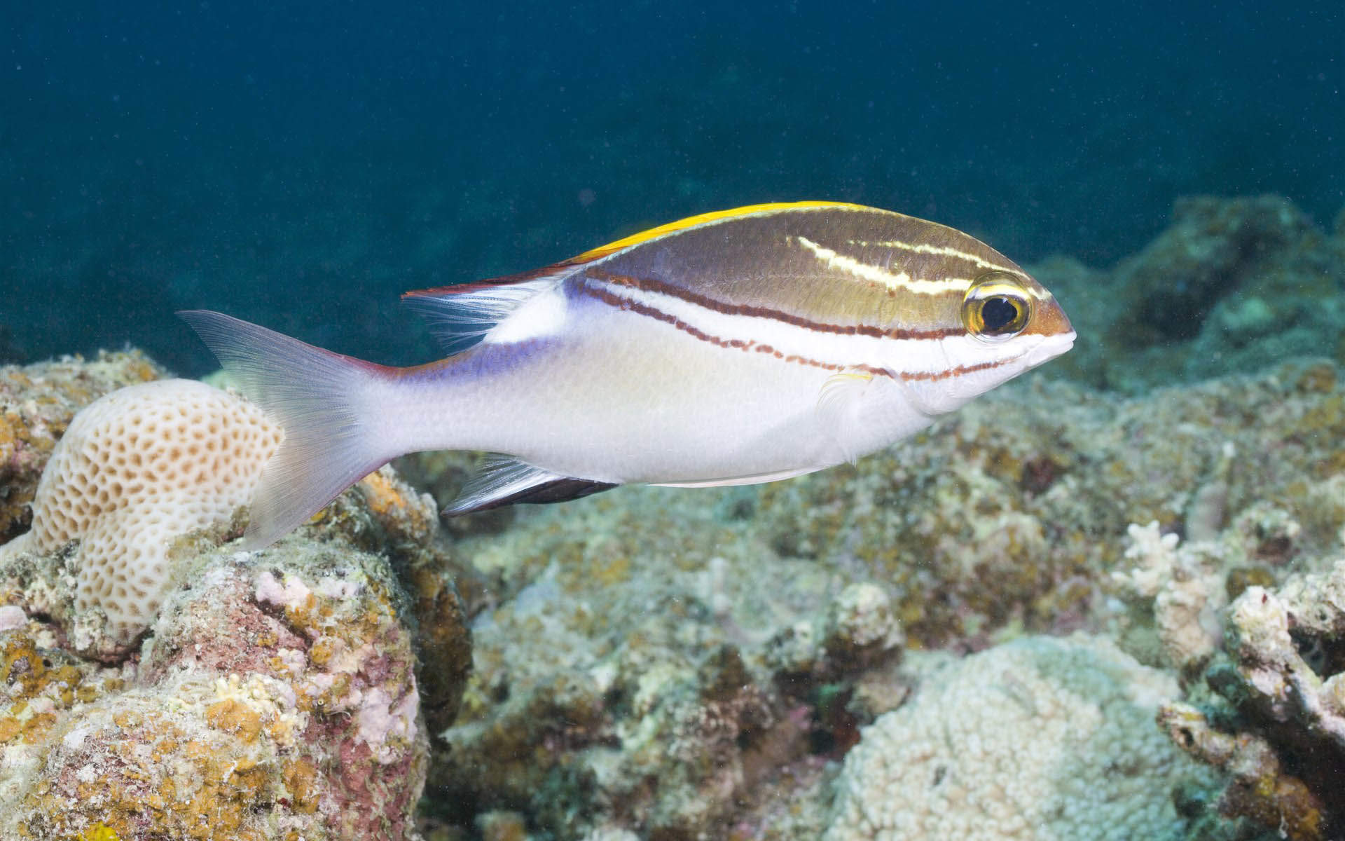 海洋生物可爱的海豚桌面壁纸图片