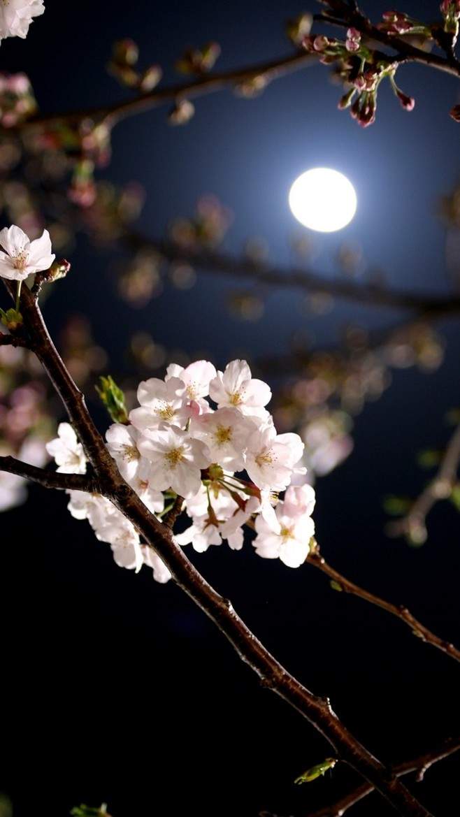 高清鲜花小清新绿色护眼花卉手机壁纸图片