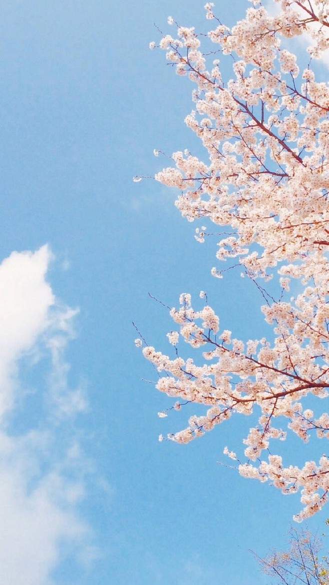 粉嫩清新的玫瑰花高清图片手机壁纸图片