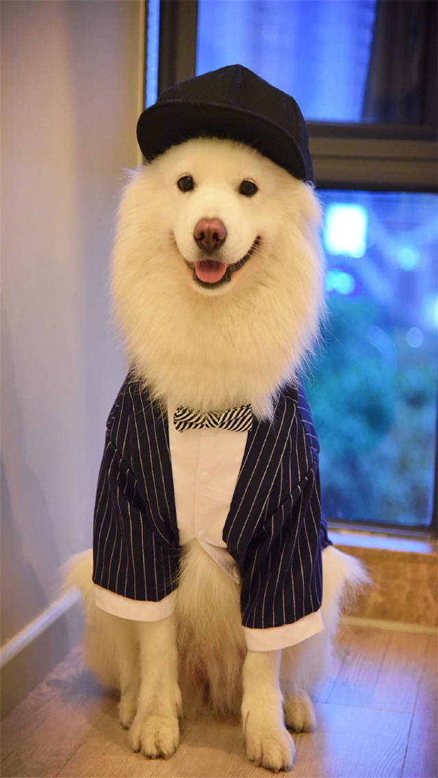 萌狗狗图片