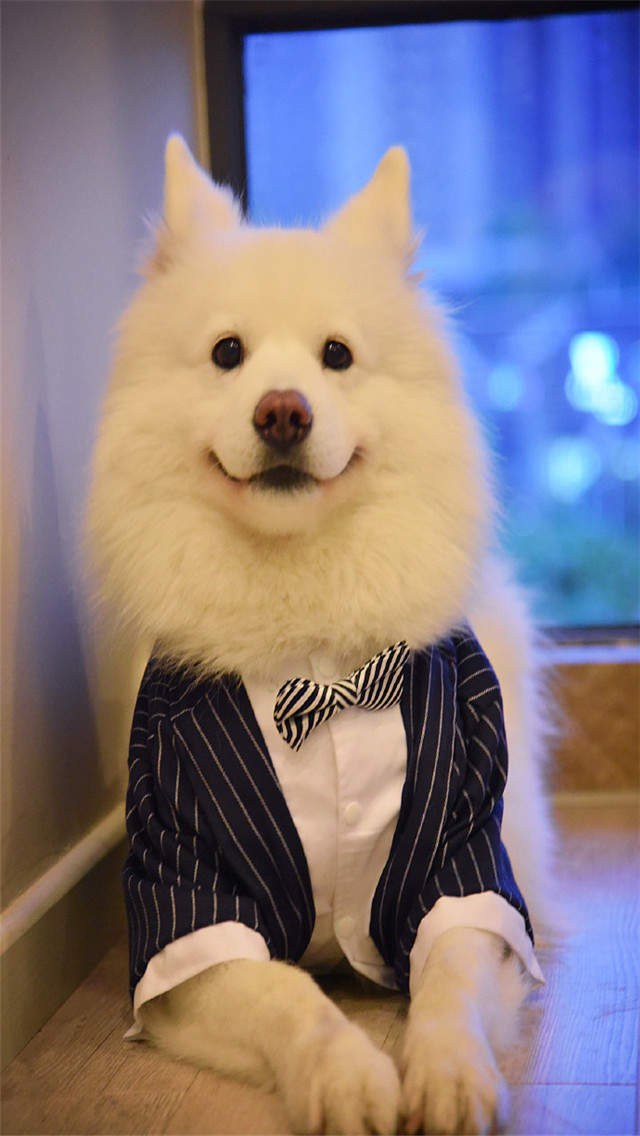 萌狗狗图片