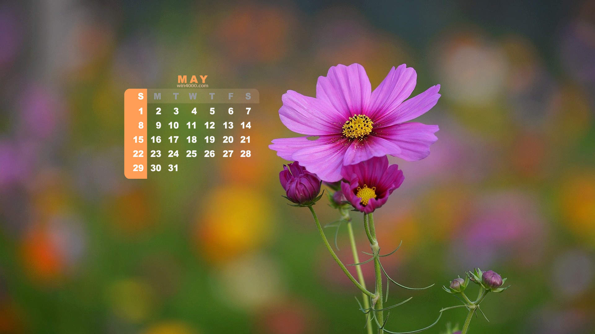 高清鲜花2016年5月日历壁纸波斯菊图片第二辑图片