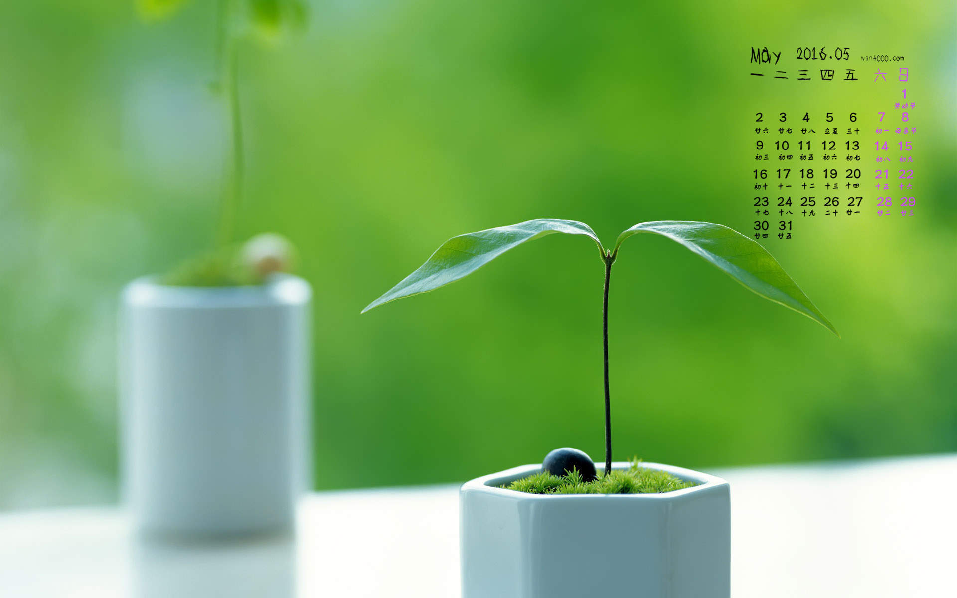 2016年11月日历苔藓上的植物高清绿色桌面壁纸图片